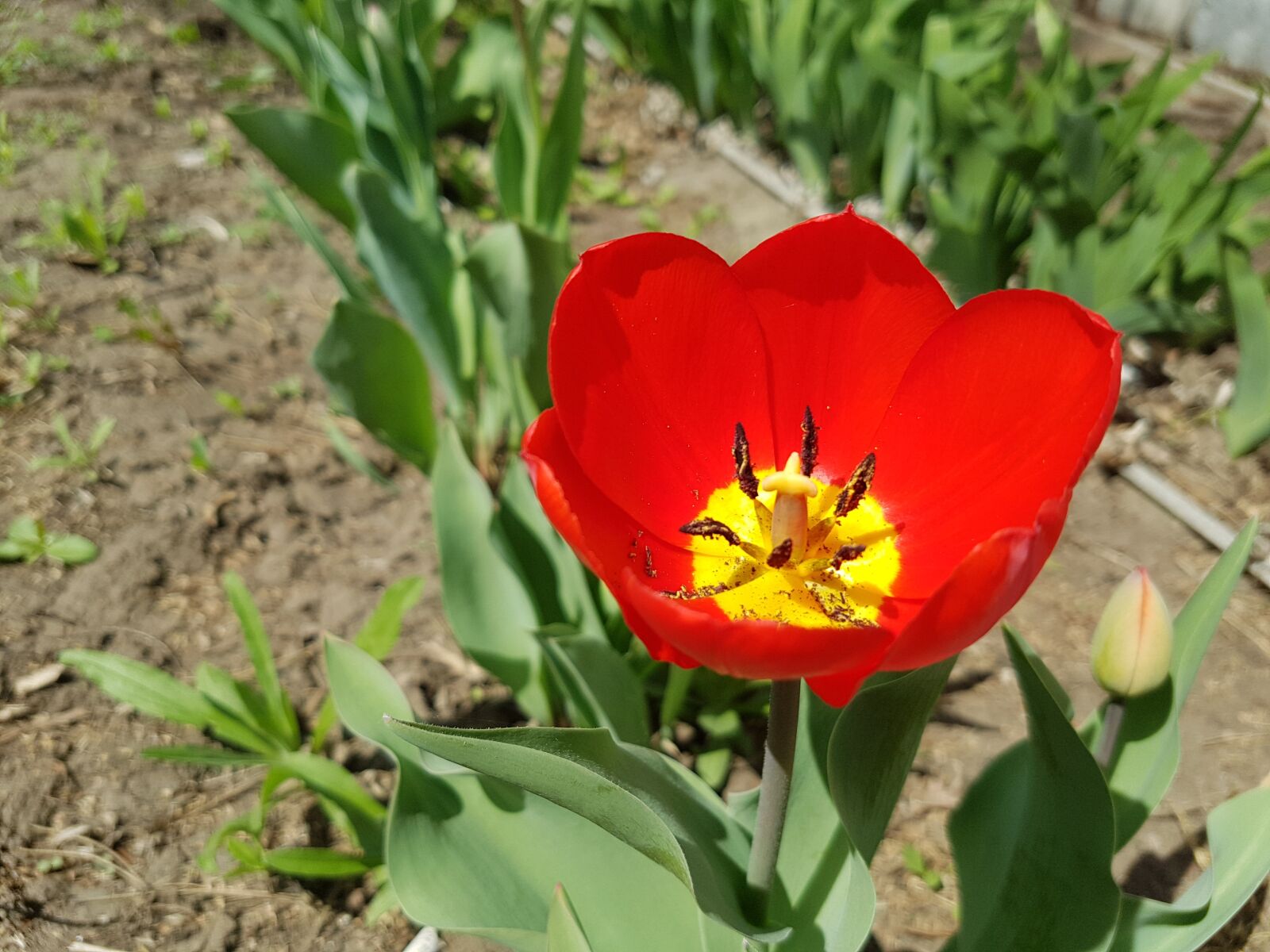 Samsung Galaxy S7 Edge sample photo. Flower, tulip, spring photography