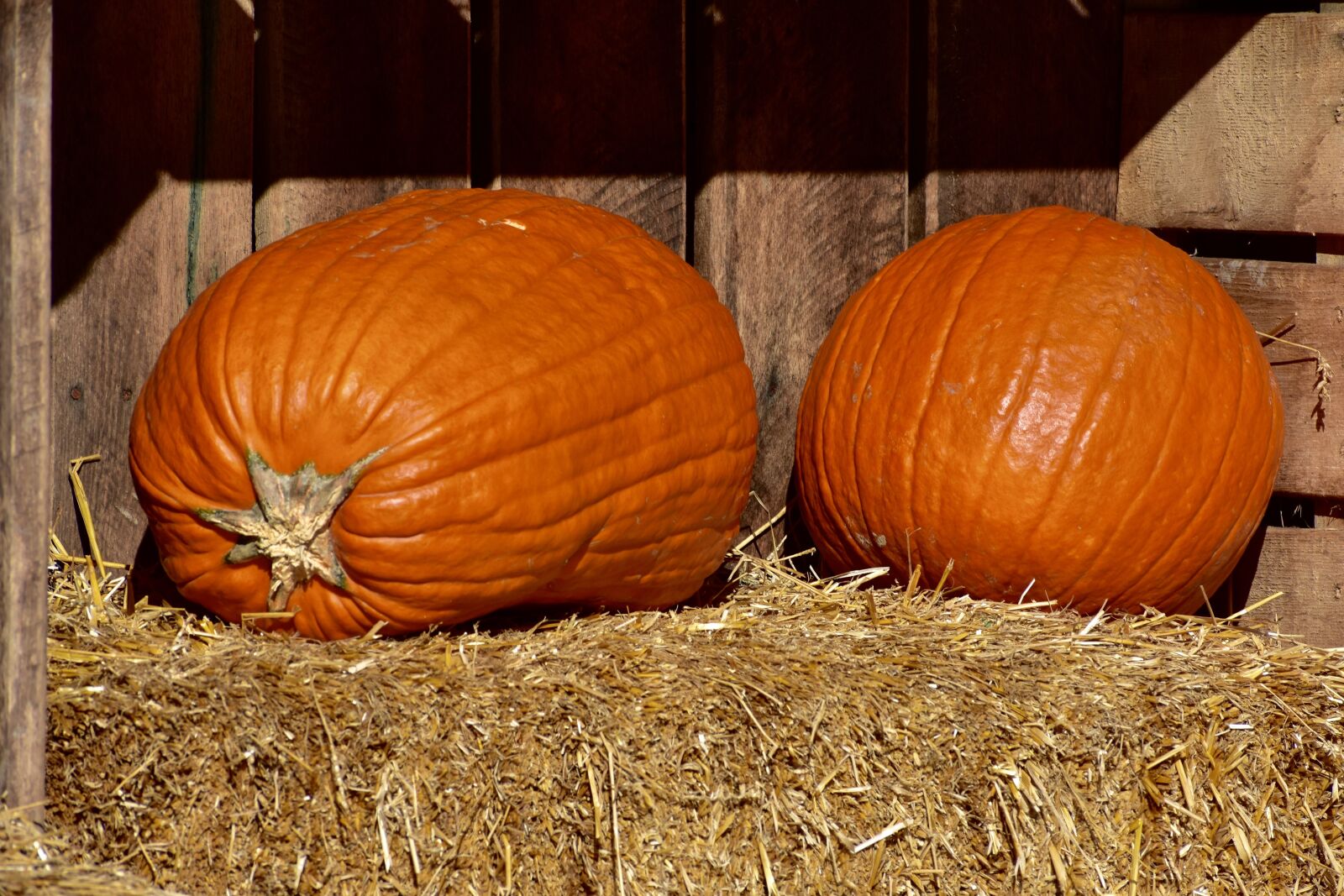Nikon D3400 sample photo. Pumpkins, orange, hay photography
