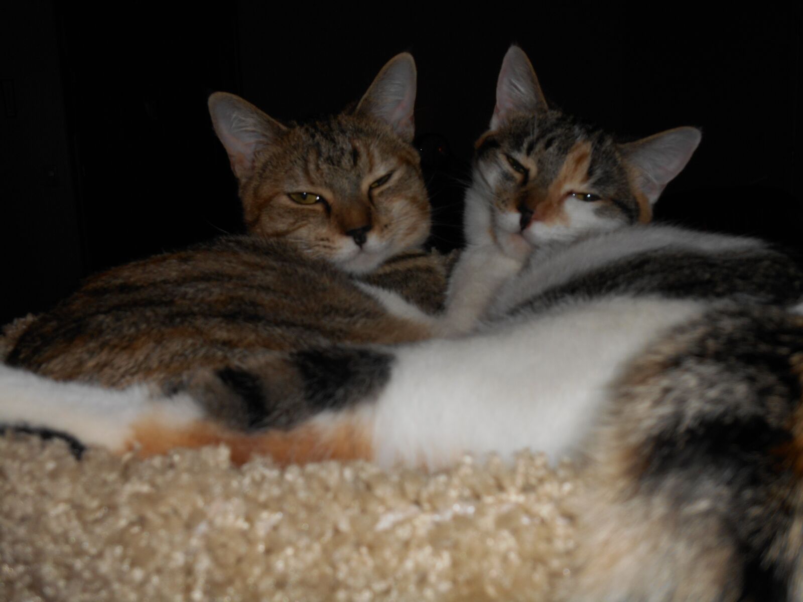 Nikon Coolpix S3500 sample photo. Pet, animals, cat photography
