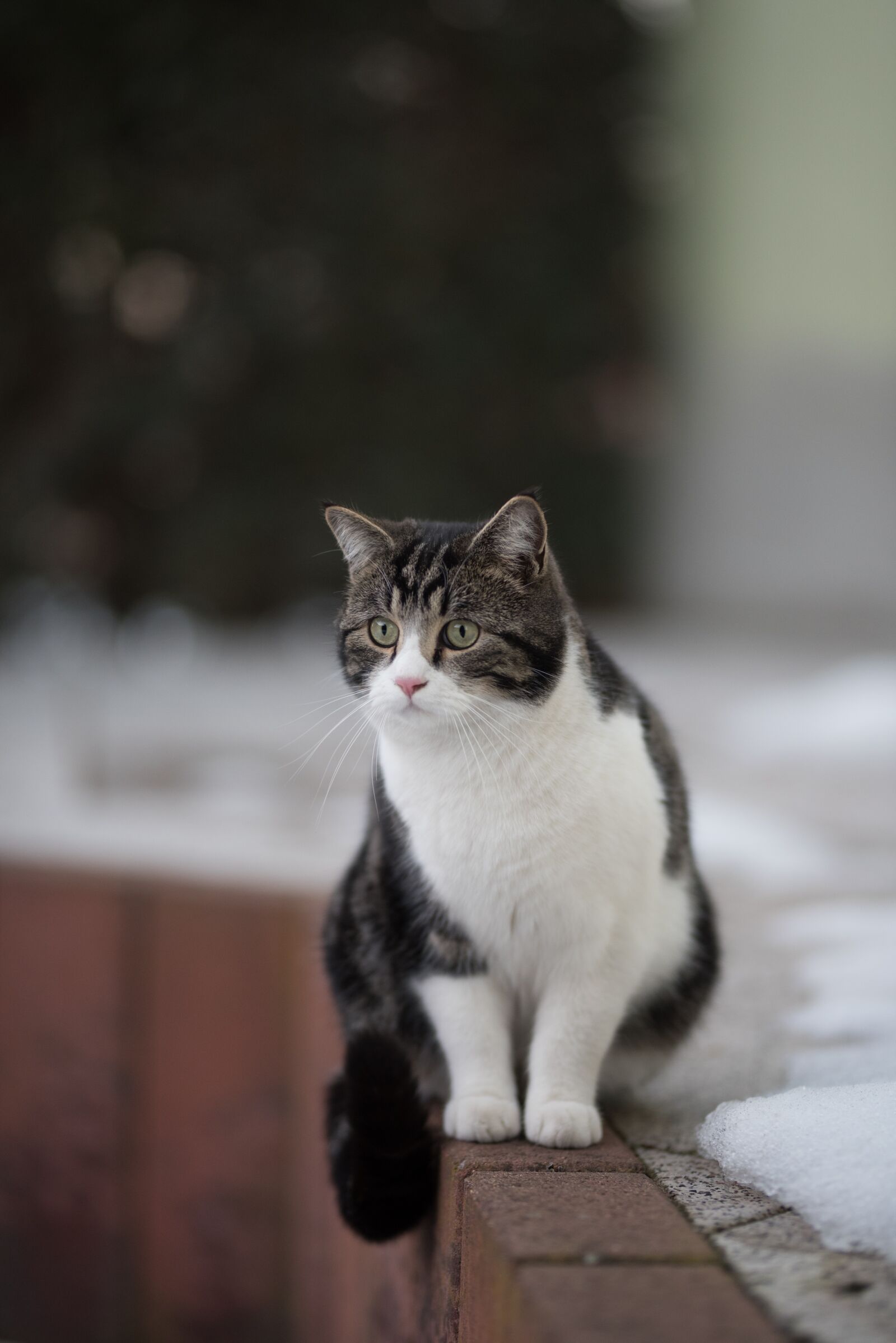 Nikon D750 sample photo. Cat, winter, snow photography