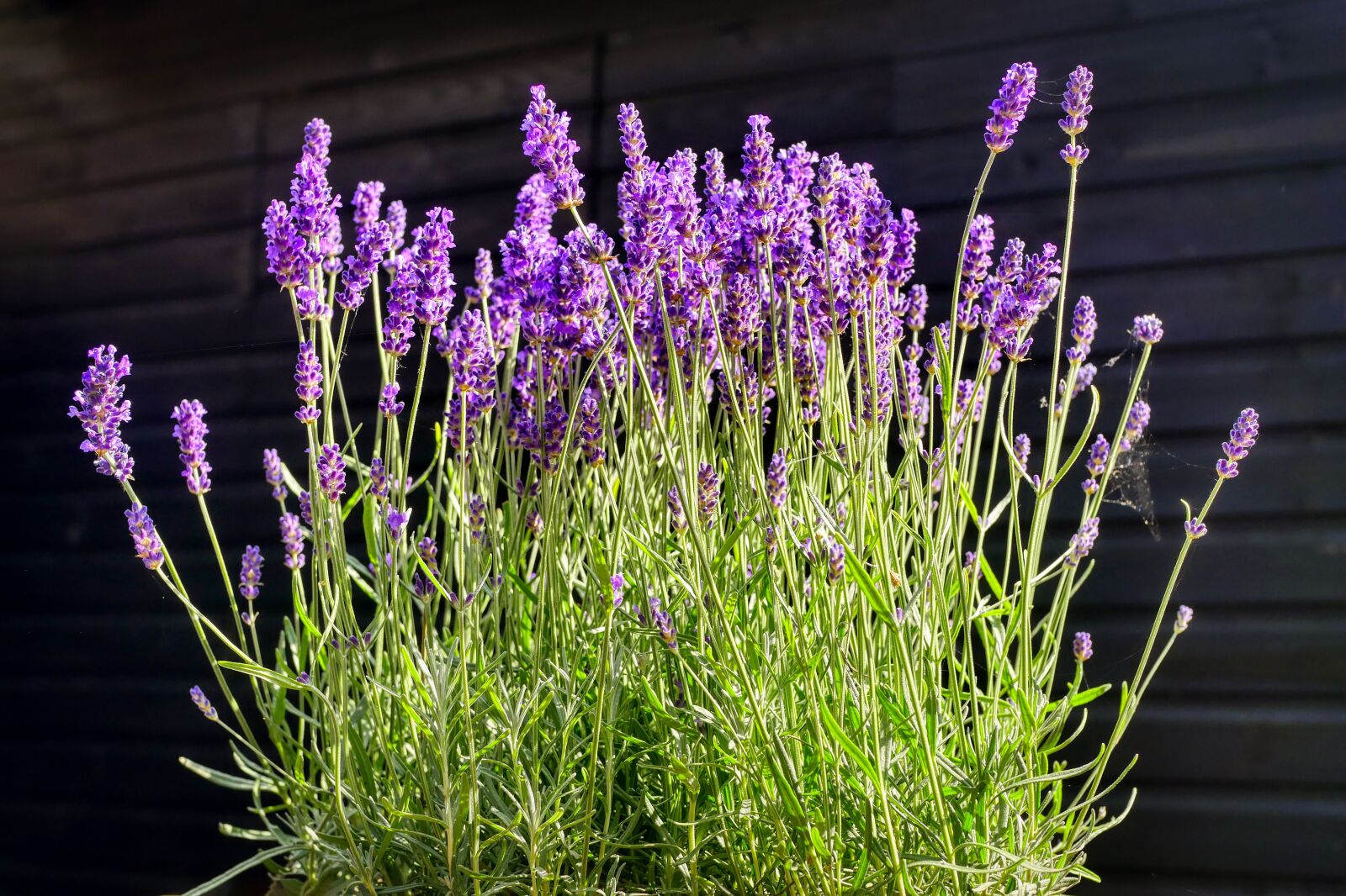 Panasonic Lumix DMC-GX8 sample photo. Lavender, green, purple photography
