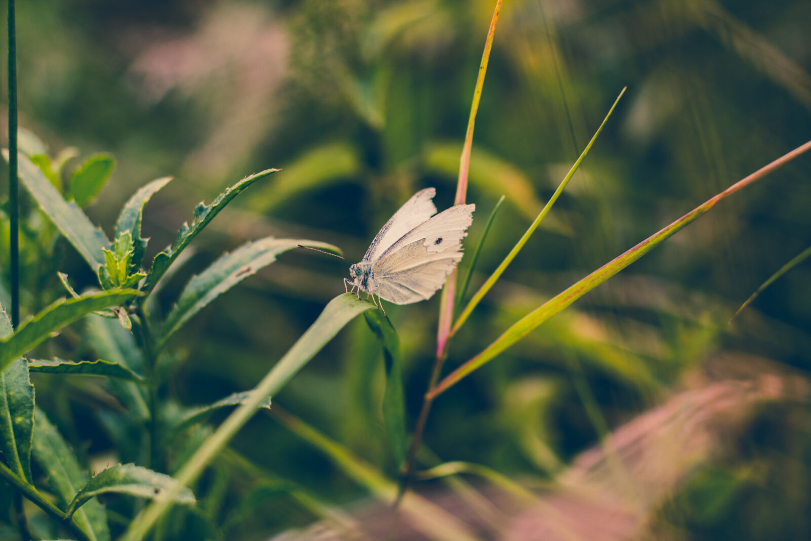 Canon EOS 70D + Canon EF 50mm F1.4 USM sample photo. Animals, butterfly, nature, white photography