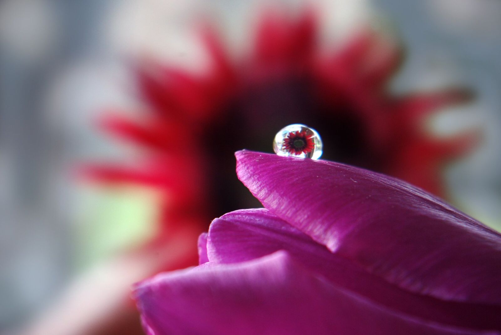 Pentax K-m (K2000) sample photo. Drip, drop of water photography