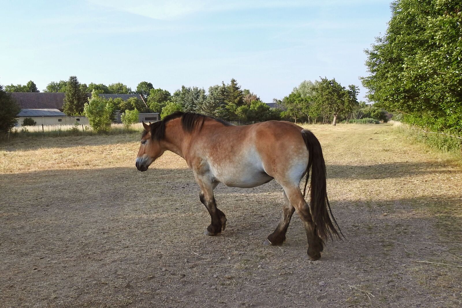 Nikon Coolpix P900 sample photo. Pasture, horse, cold blooded photography