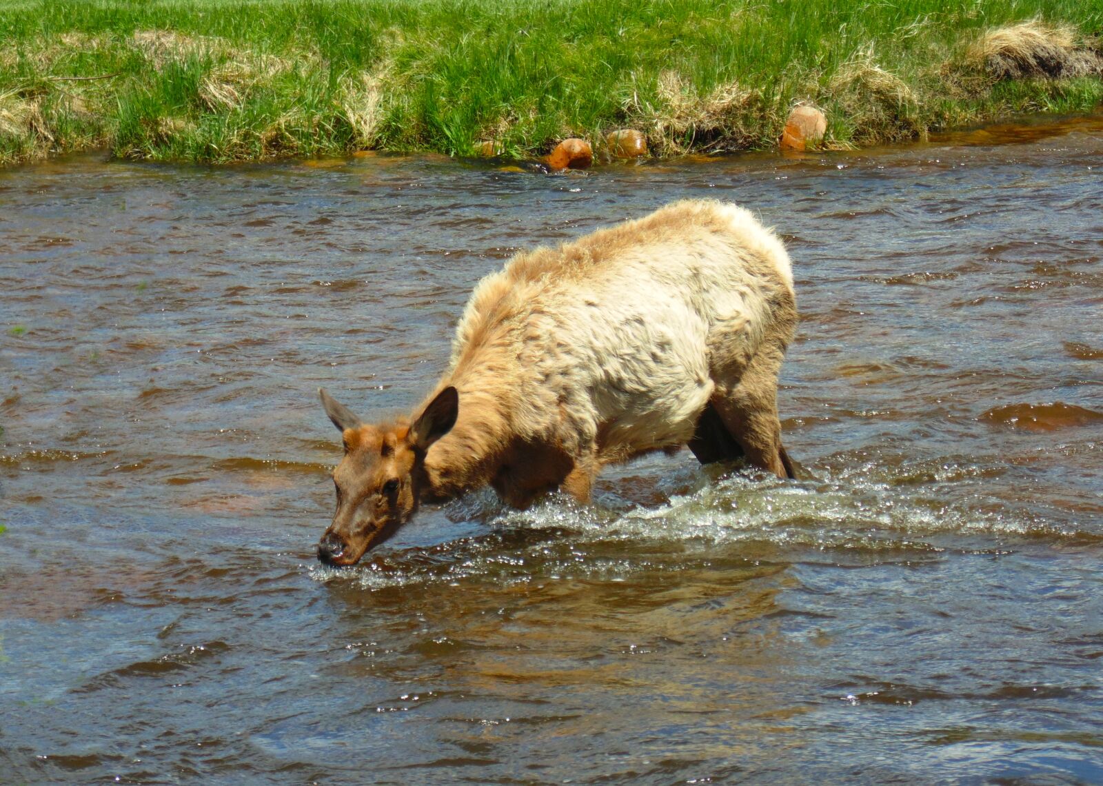 Sony Cyber-shot DSC-H200 sample photo. Yearling elk in river photography