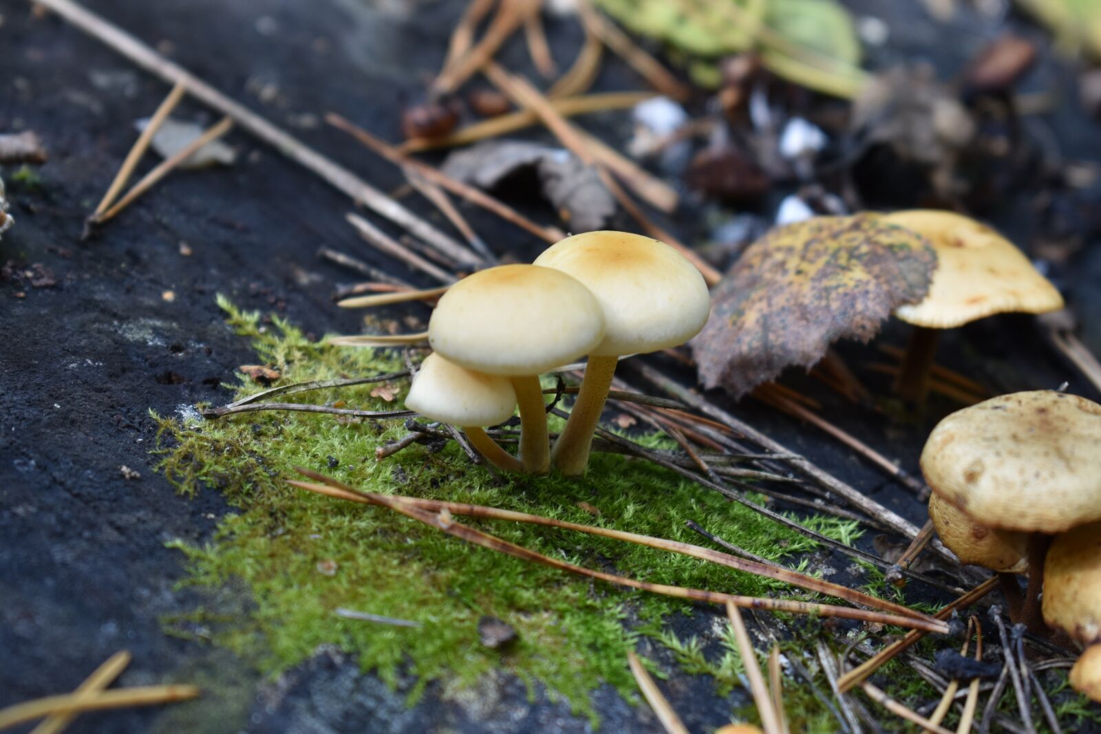 Nikon D3400 sample photo. Mushrooms, toadstools, fungi photography