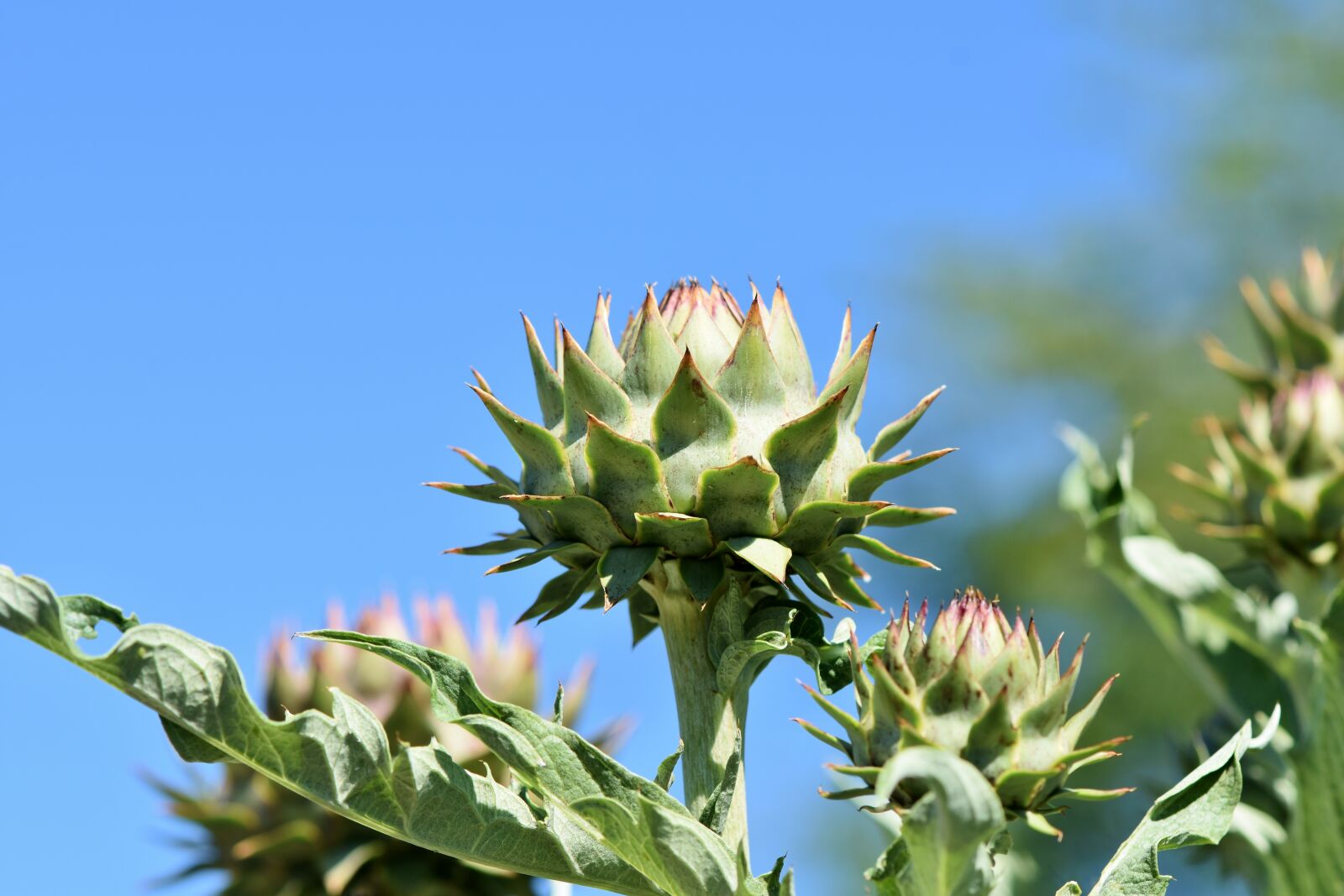 Nikon D7200 sample photo. Artichoke, vegetables, flower vegetables photography