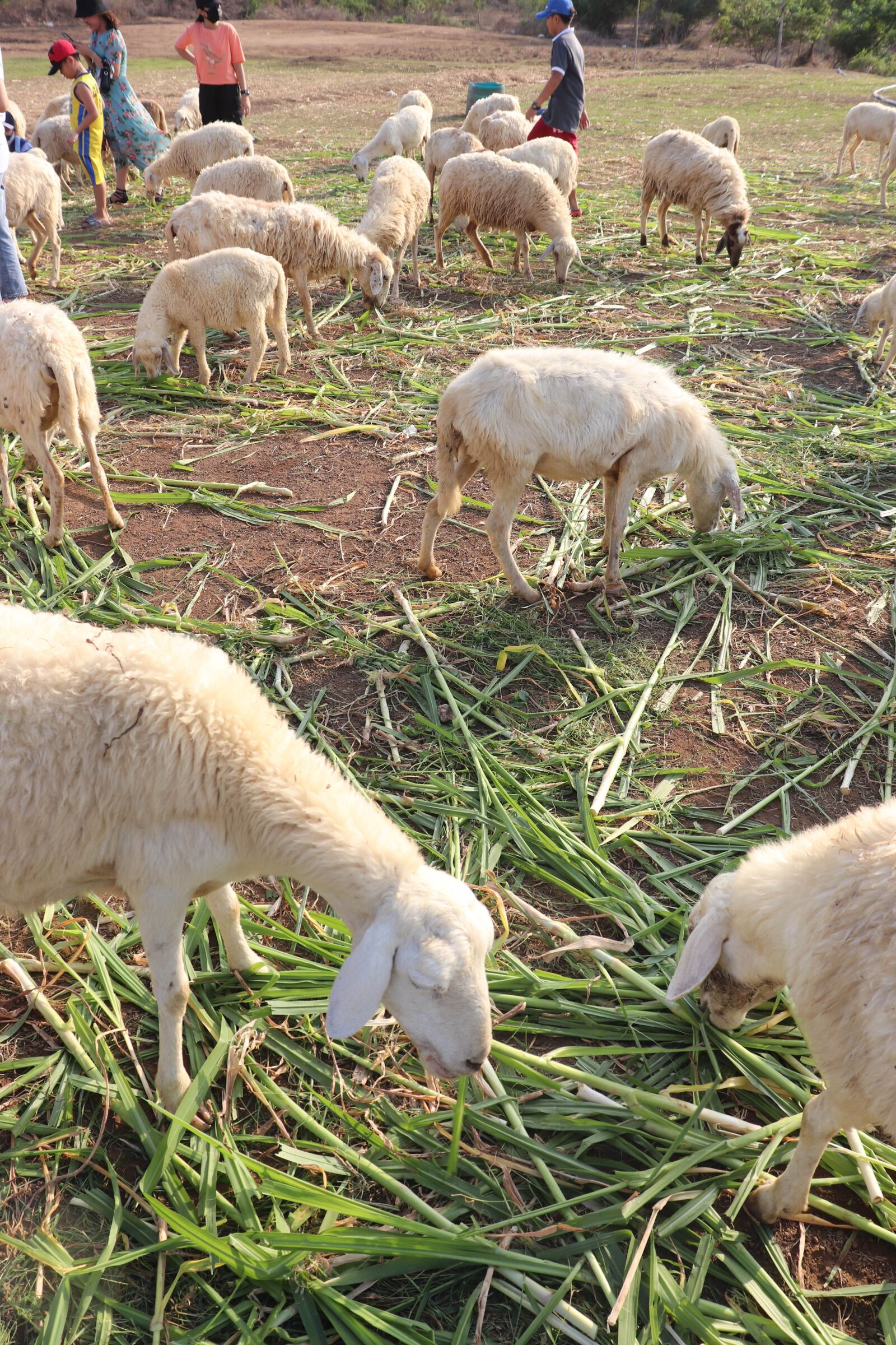 Canon EOS 800D (EOS Rebel T7i / EOS Kiss X9i) sample photo. Sheep, travel, nature photography