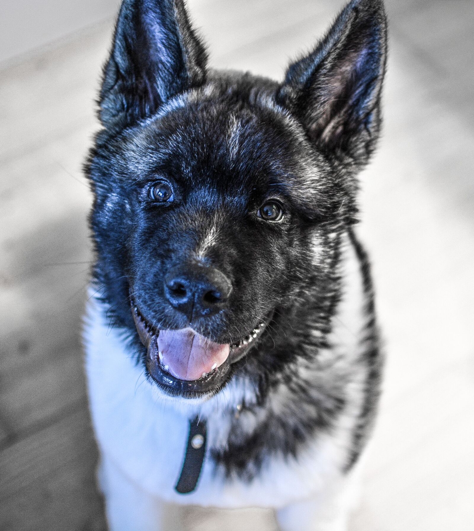 Nikon D5200 sample photo. Dog, puppy, american akita photography