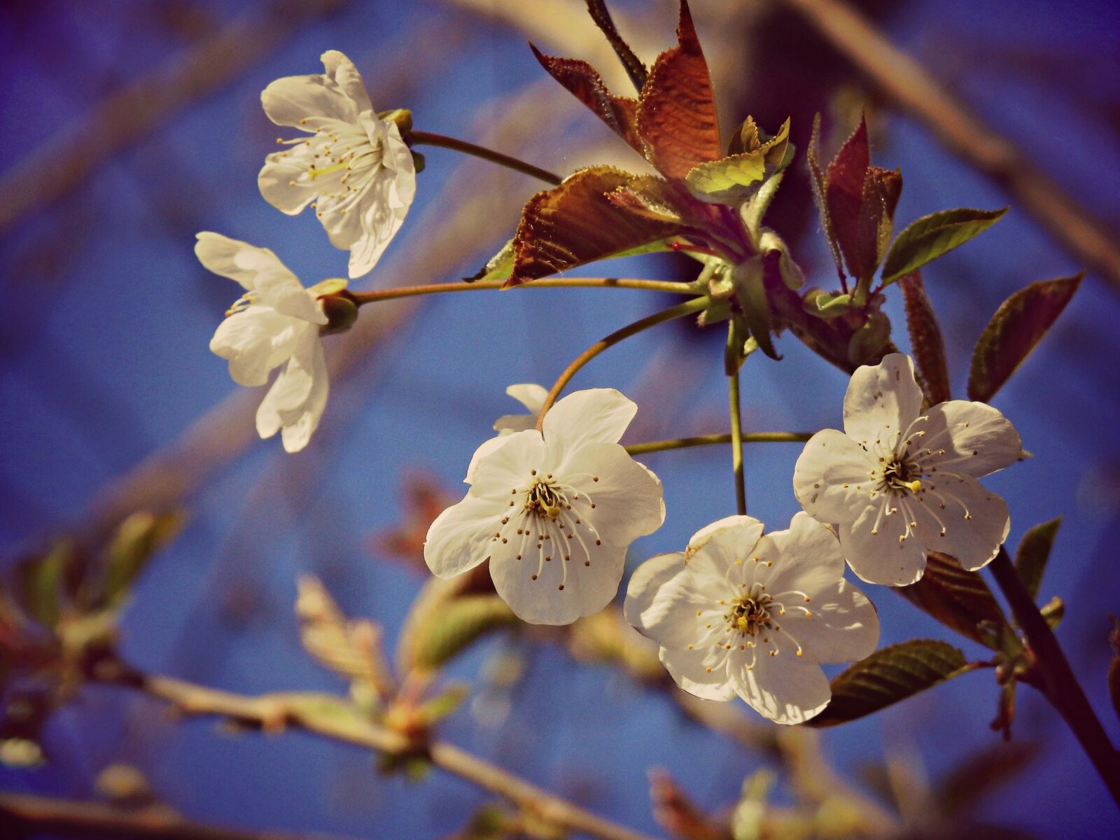 Nikon Coolpix P900 sample photo. Cherry flower, blossom, tree photography