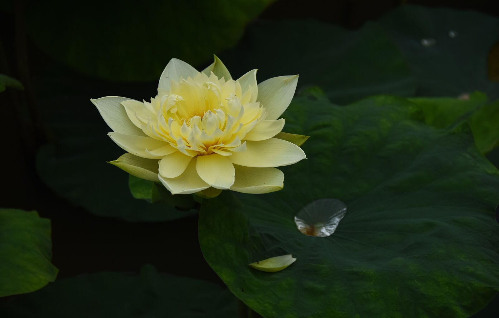Nikon D7200 sample photo. Golden lotus, dress, outdoor photography