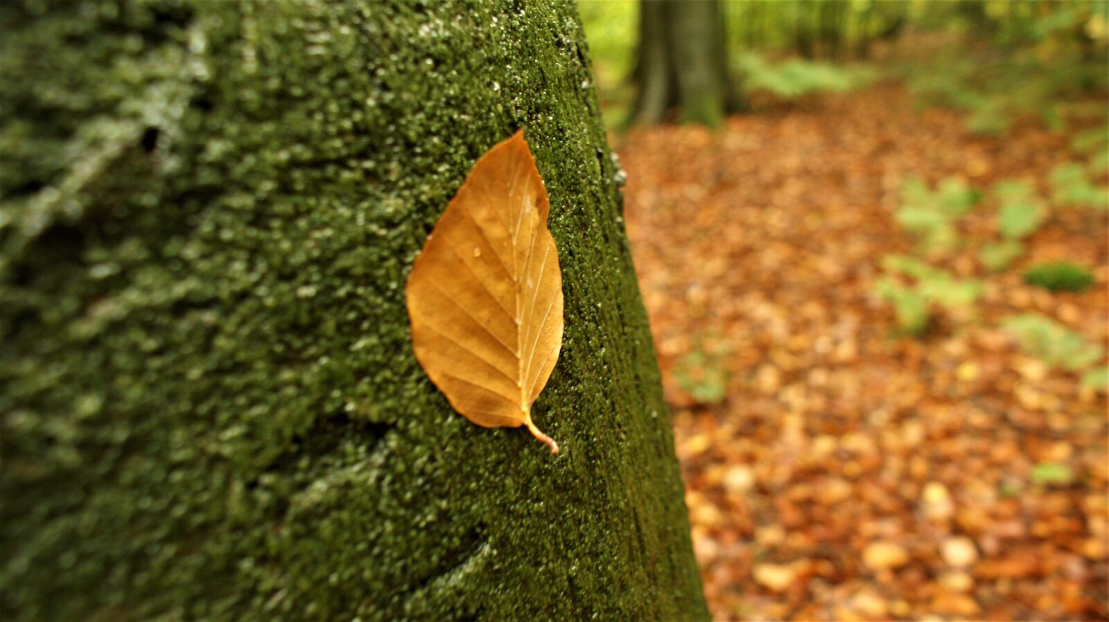 Sony Alpha DSLR-A350 sample photo. Autumn, outdoor, beech photography