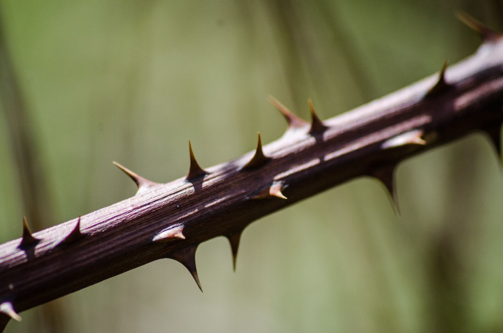 Nikon D7000 sample photo. Thorns, nature, plant photography