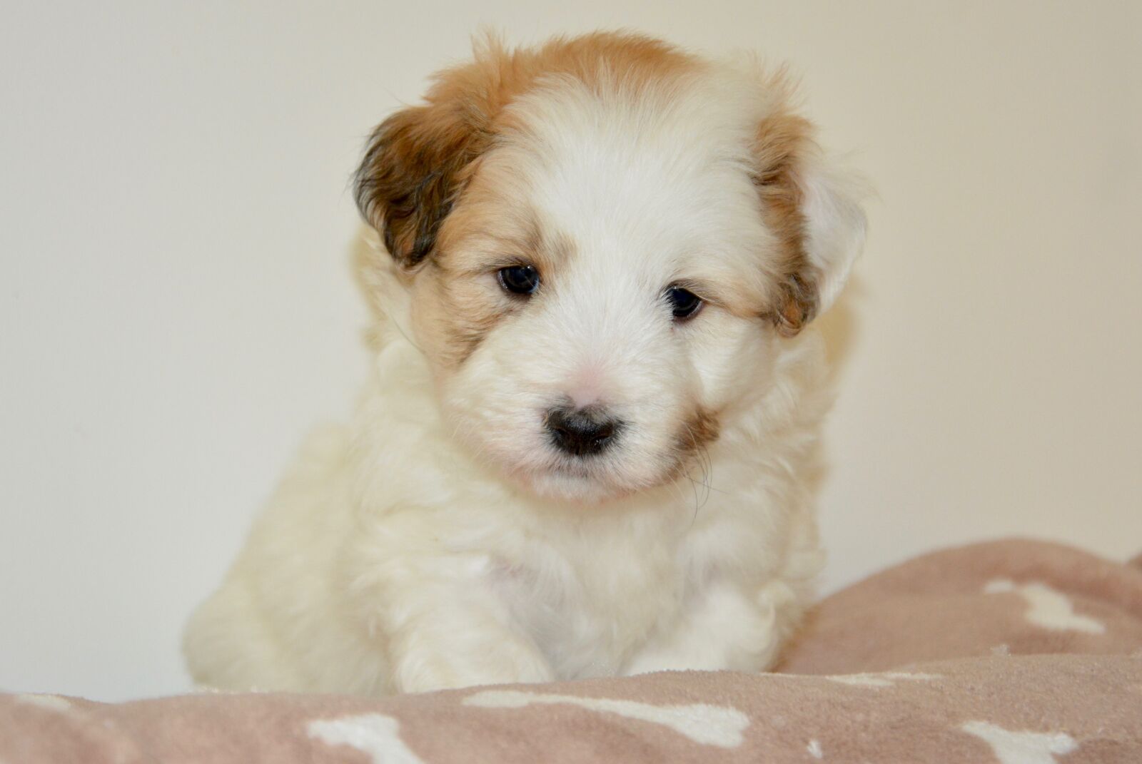 Nikon D5200 sample photo. Dog, puppy, young photography