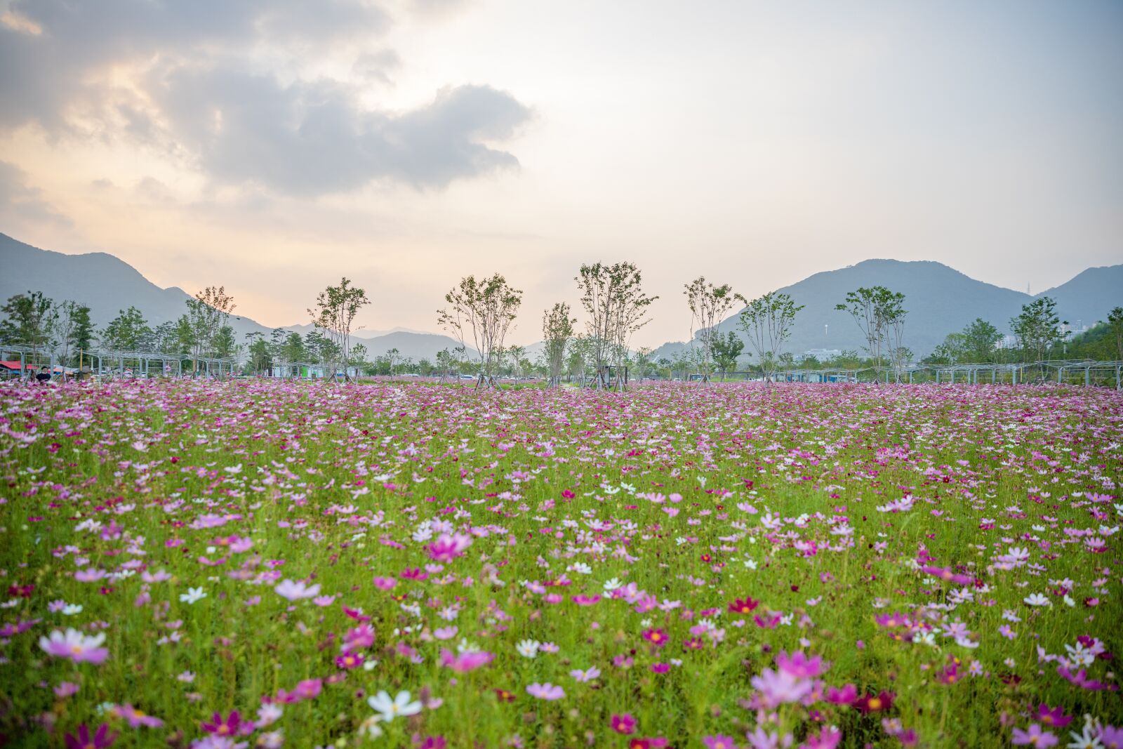 Canon EOS 6D Mark II + Canon EF 24-70mm F2.8L II USM sample photo. Flowers, meadow, field of photography