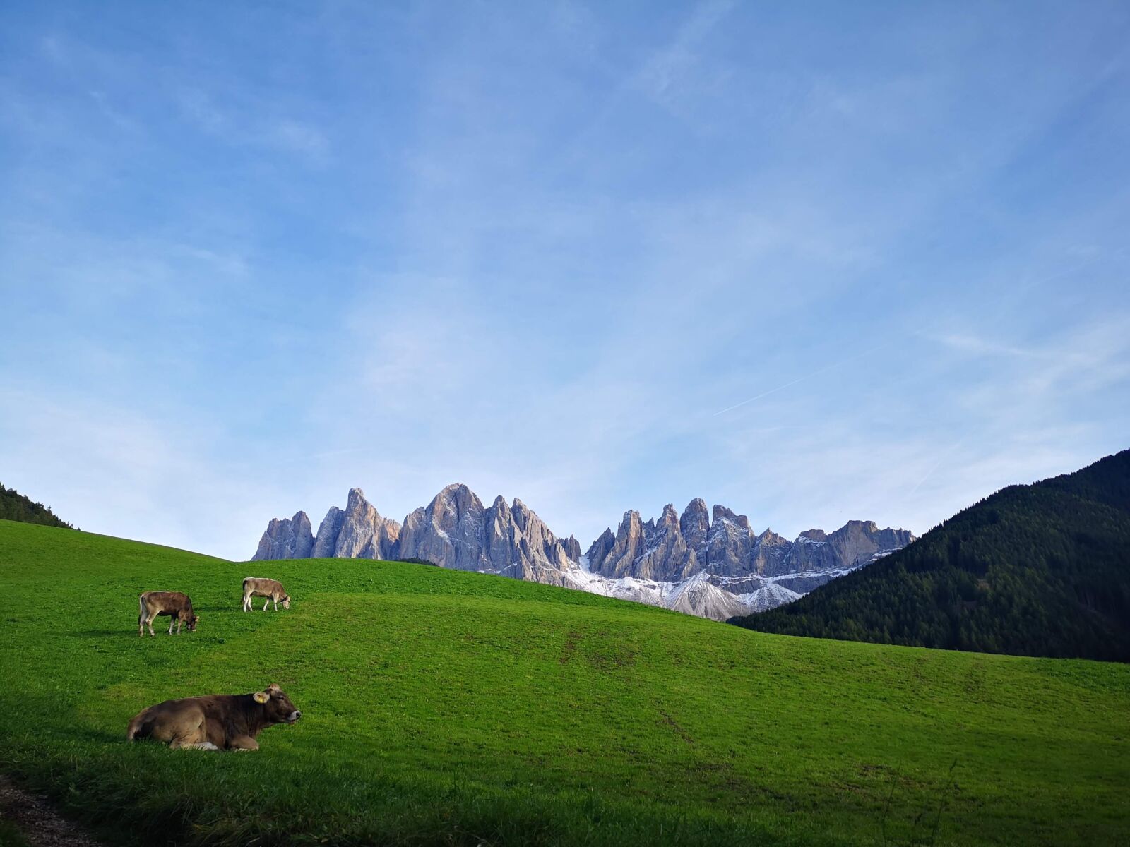 HUAWEI CLT-L29 sample photo. Cows, south tyrol, bg photography