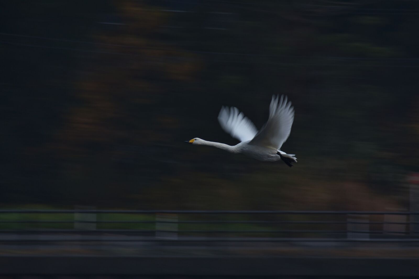 Nikon D7200 sample photo. Animal, bird, wild birds photography