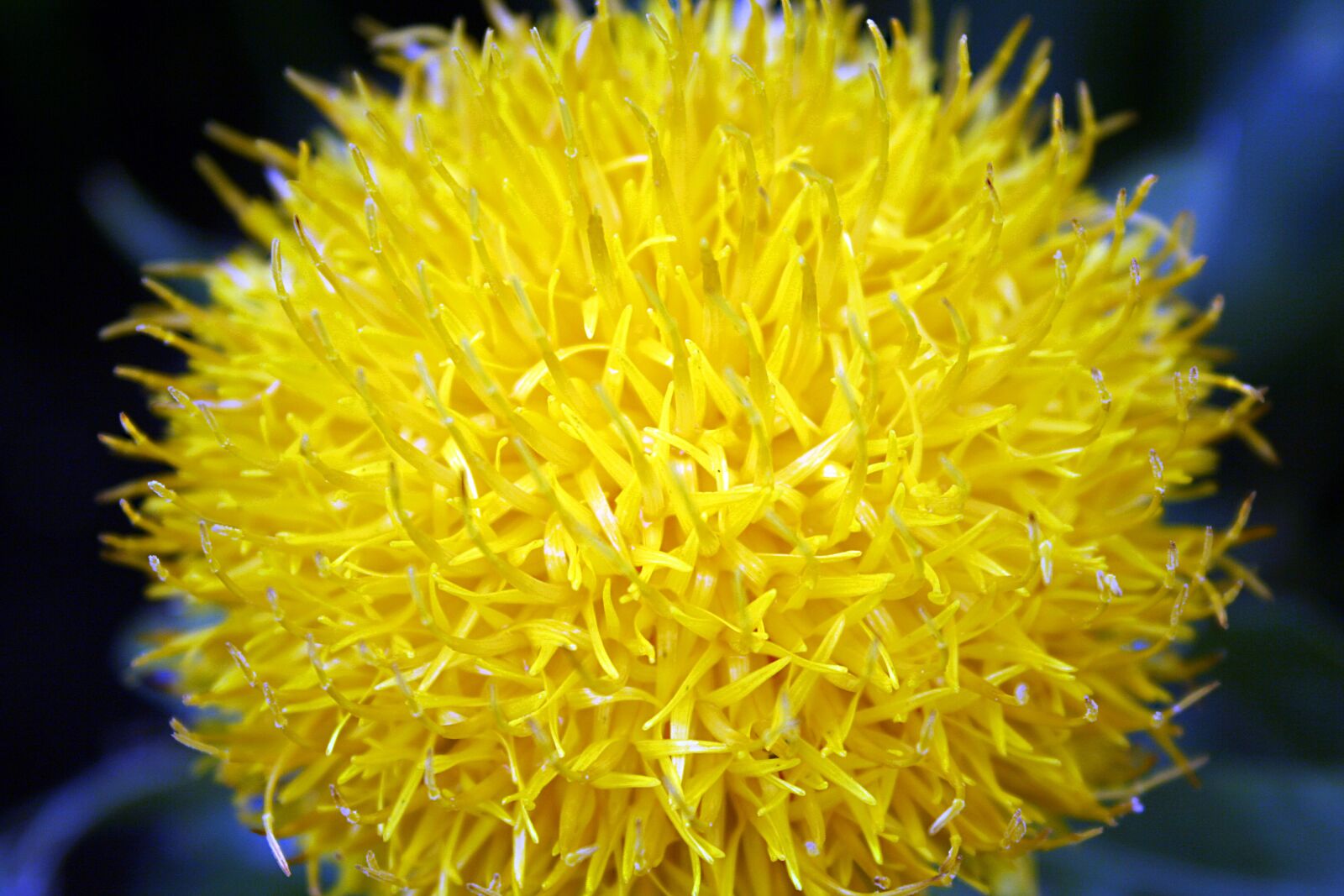 Canon EOS 350D (EOS Digital Rebel XT / EOS Kiss Digital N) sample photo. Flower, yellow, yellow flowers photography