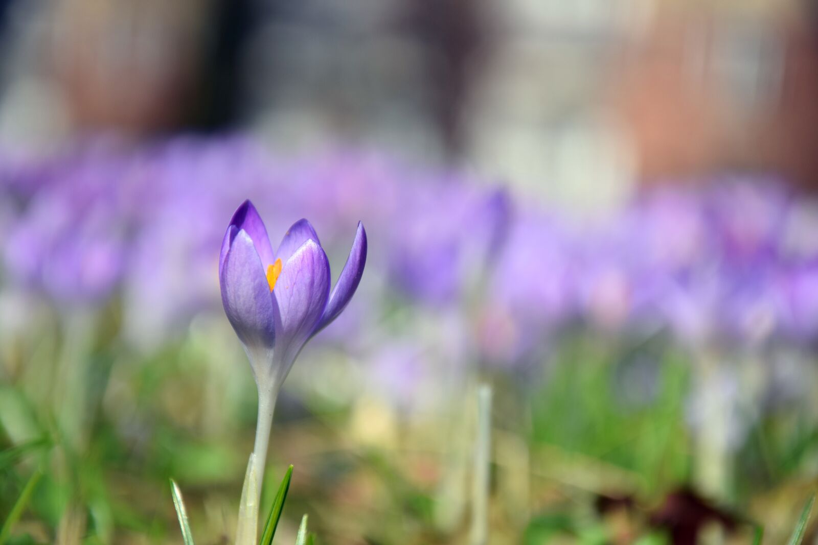 Nikon D3300 sample photo. Crocus, spring, purple photography