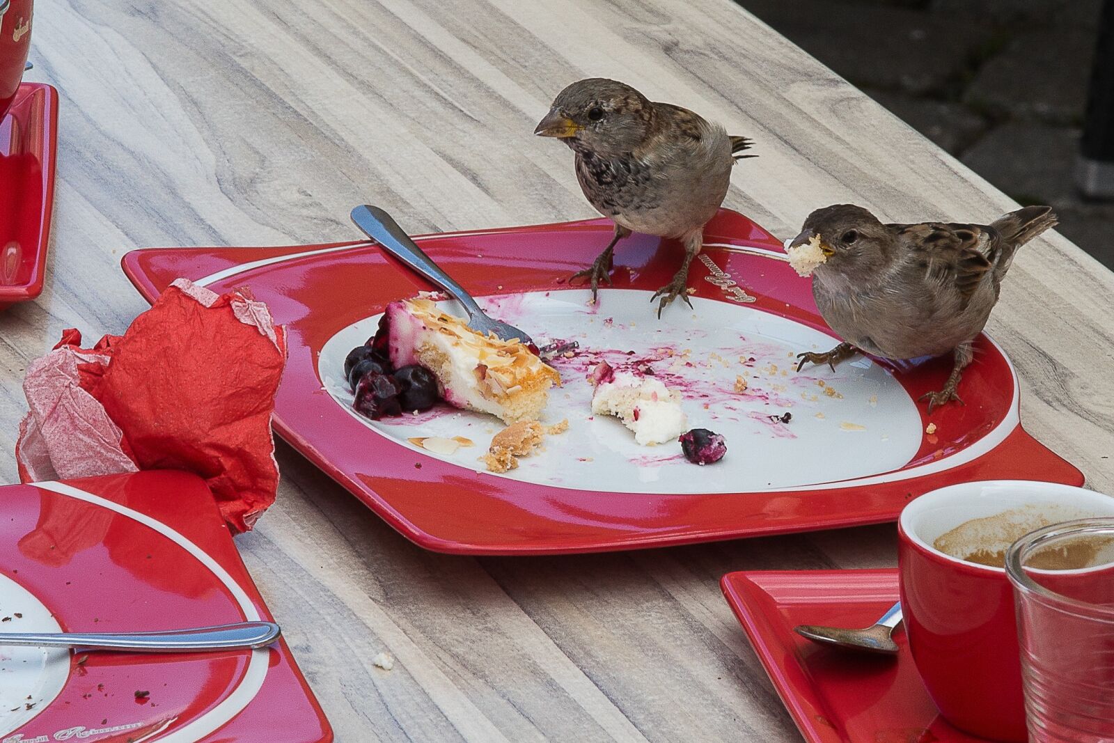 Canon EF 24-105mm F4L IS USM sample photo. Sperling, eat, sparrow photography