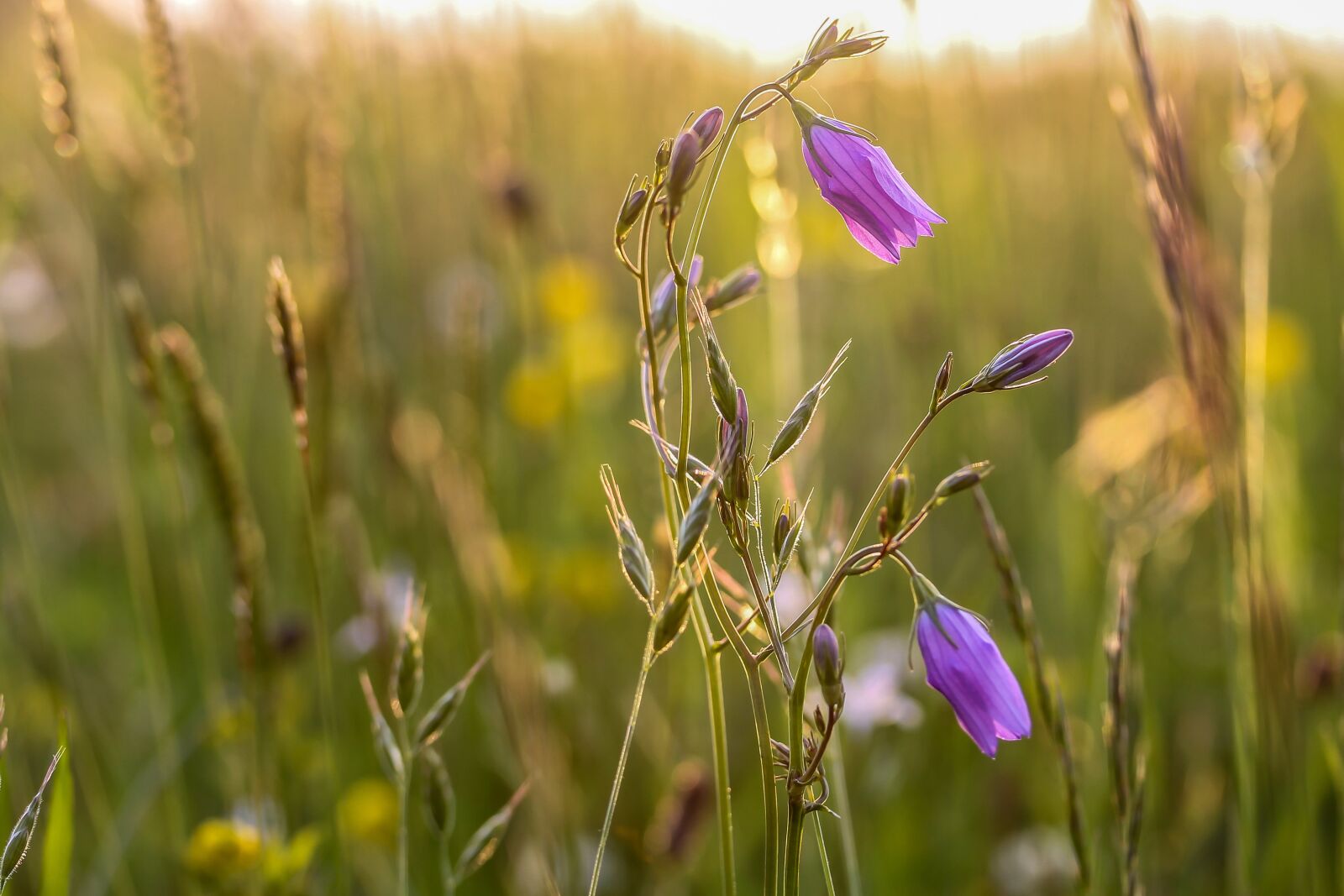 Canon EF-S 60mm F2.8 Macro USM sample photo. Bellflower, meadow, plant photography