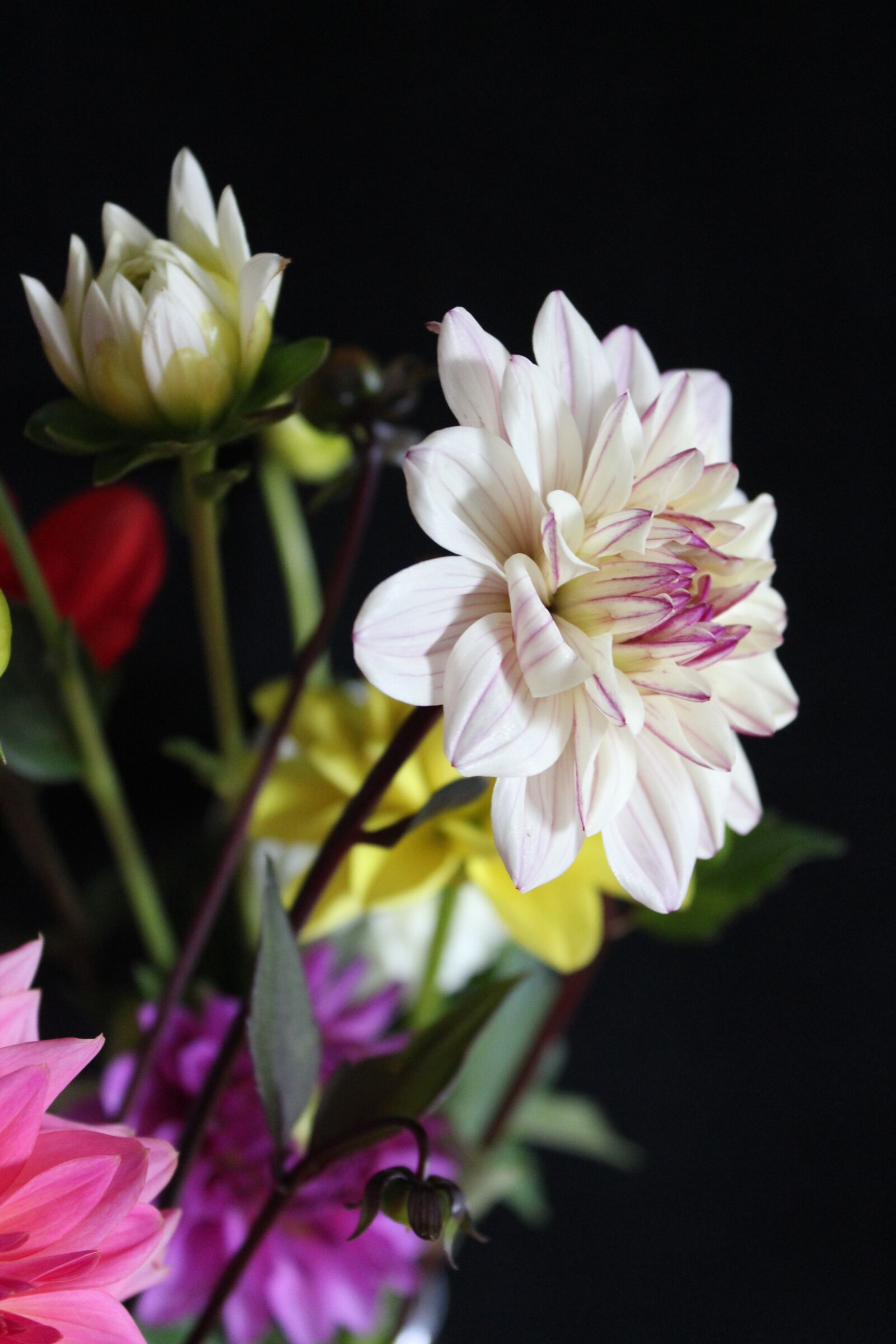 Canon EOS 1300D (EOS Rebel T6 / EOS Kiss X80) sample photo. Dahlias, dahlia, dahlia garden photography