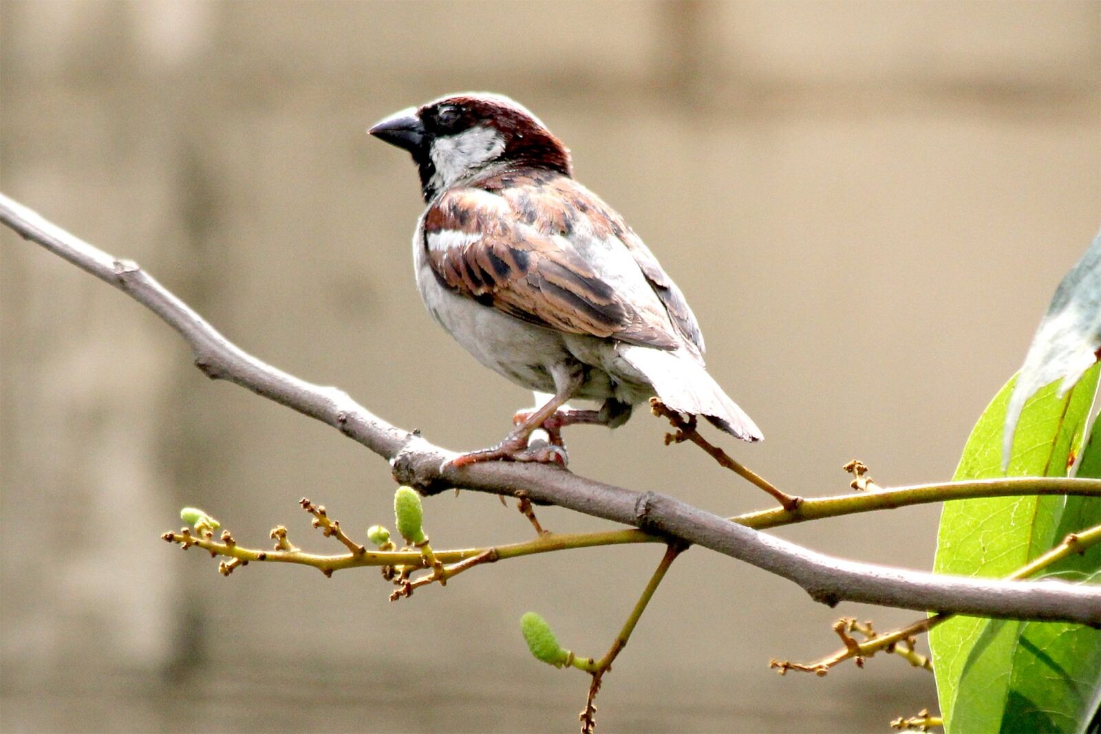 Canon EOS 550D (EOS Rebel T2i / EOS Kiss X4) sample photo. Wildlife, nature, tree photography