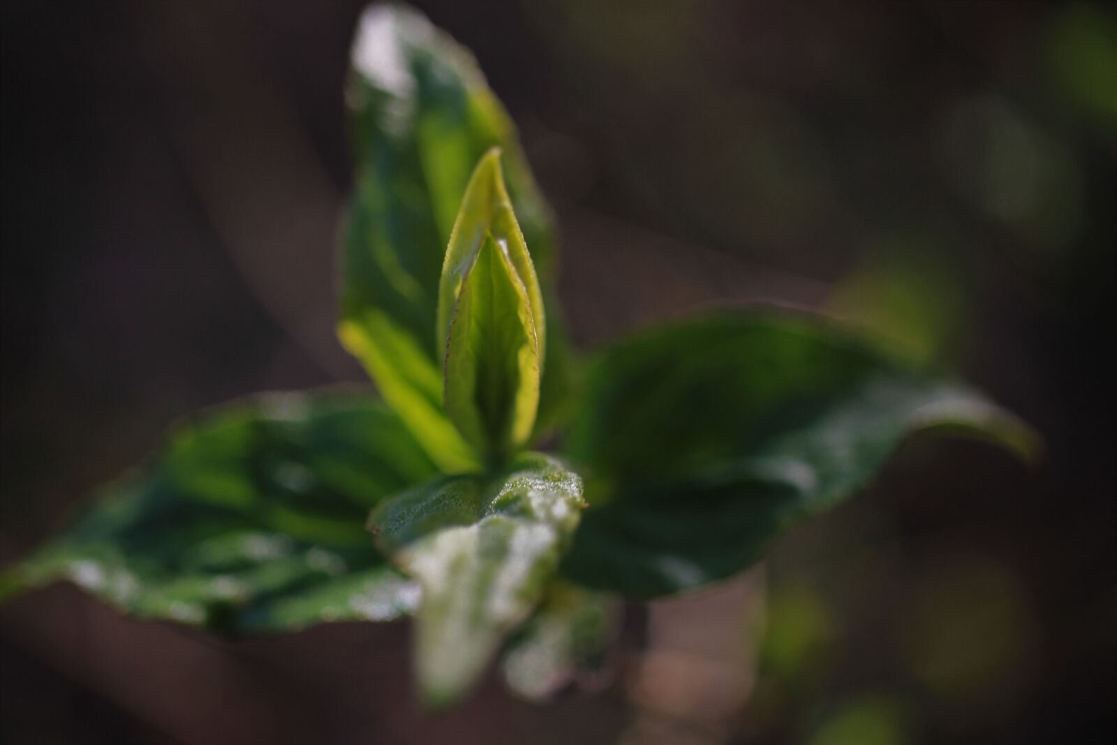 Canon EOS 7D sample photo. Spring, branch, engine photography