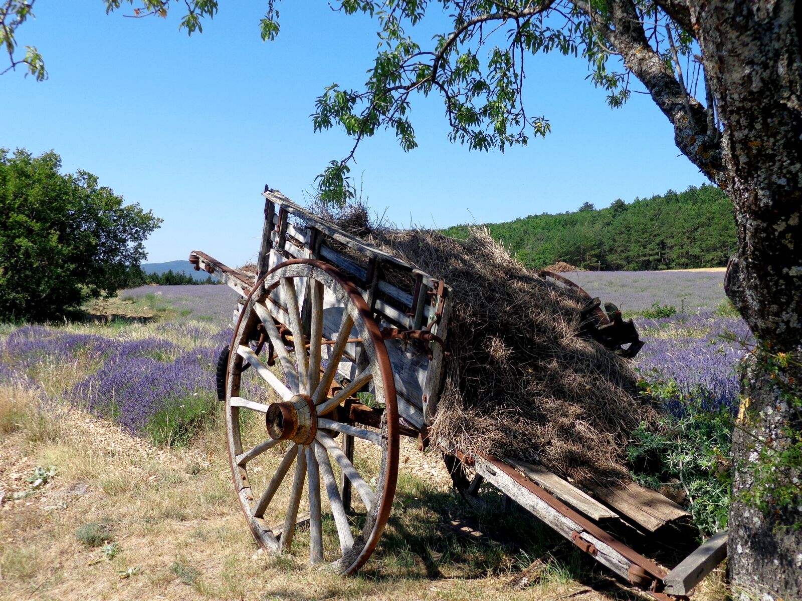 Sony Cyber-shot DSC-H90 sample photo. Lavender, sault, provence photography