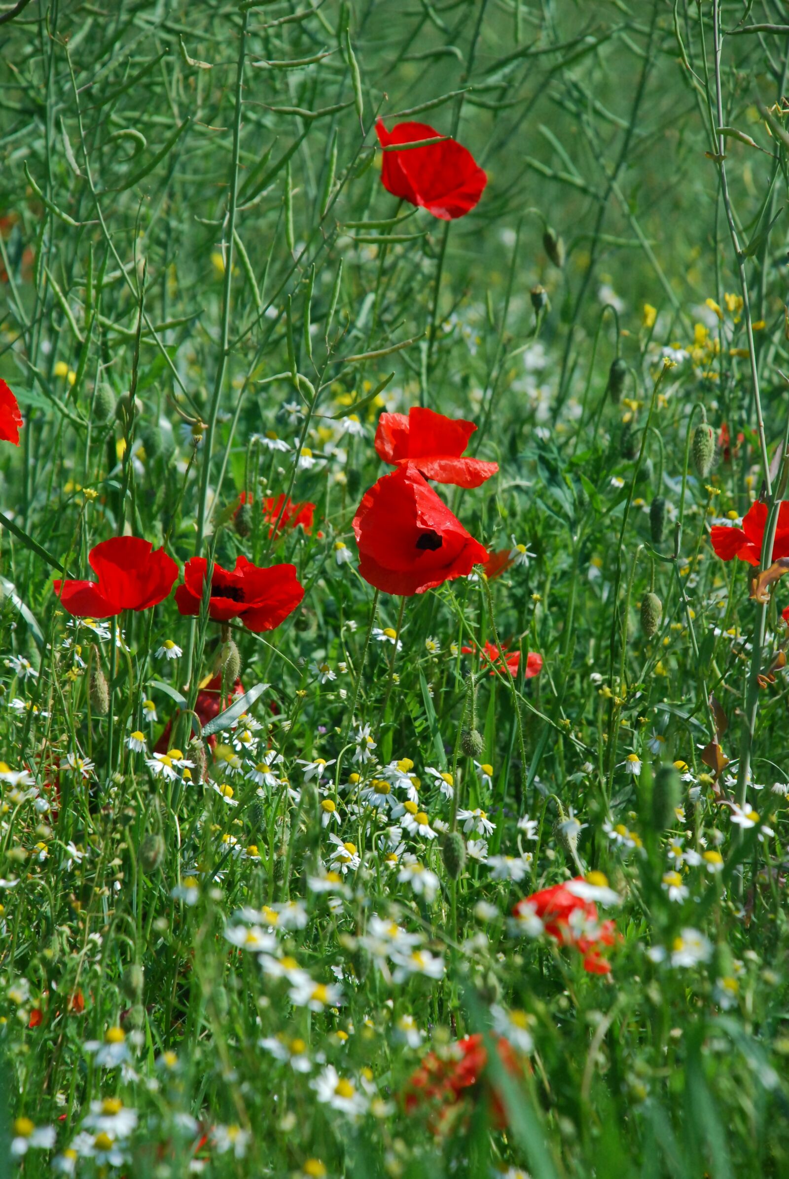 Nikon D80 sample photo. Poppy, blossom, bloom photography
