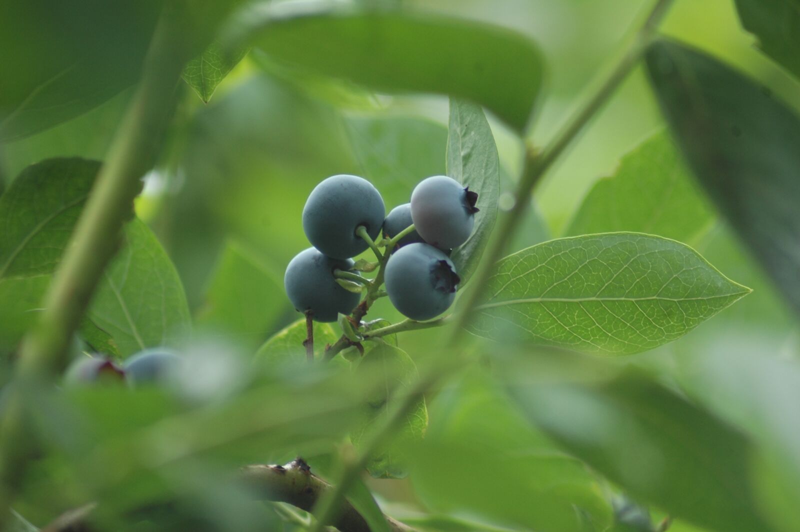 Nikon D70s sample photo. Blueberry, fruits, fruit photography
