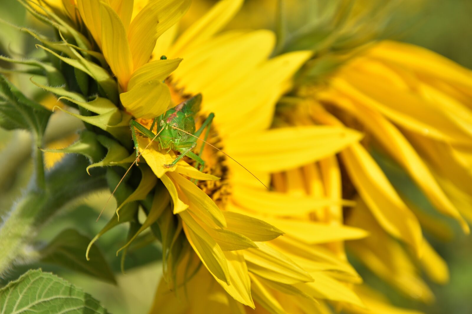 Nikon D7200 sample photo. Delicate insect, grasshopper, insect photography