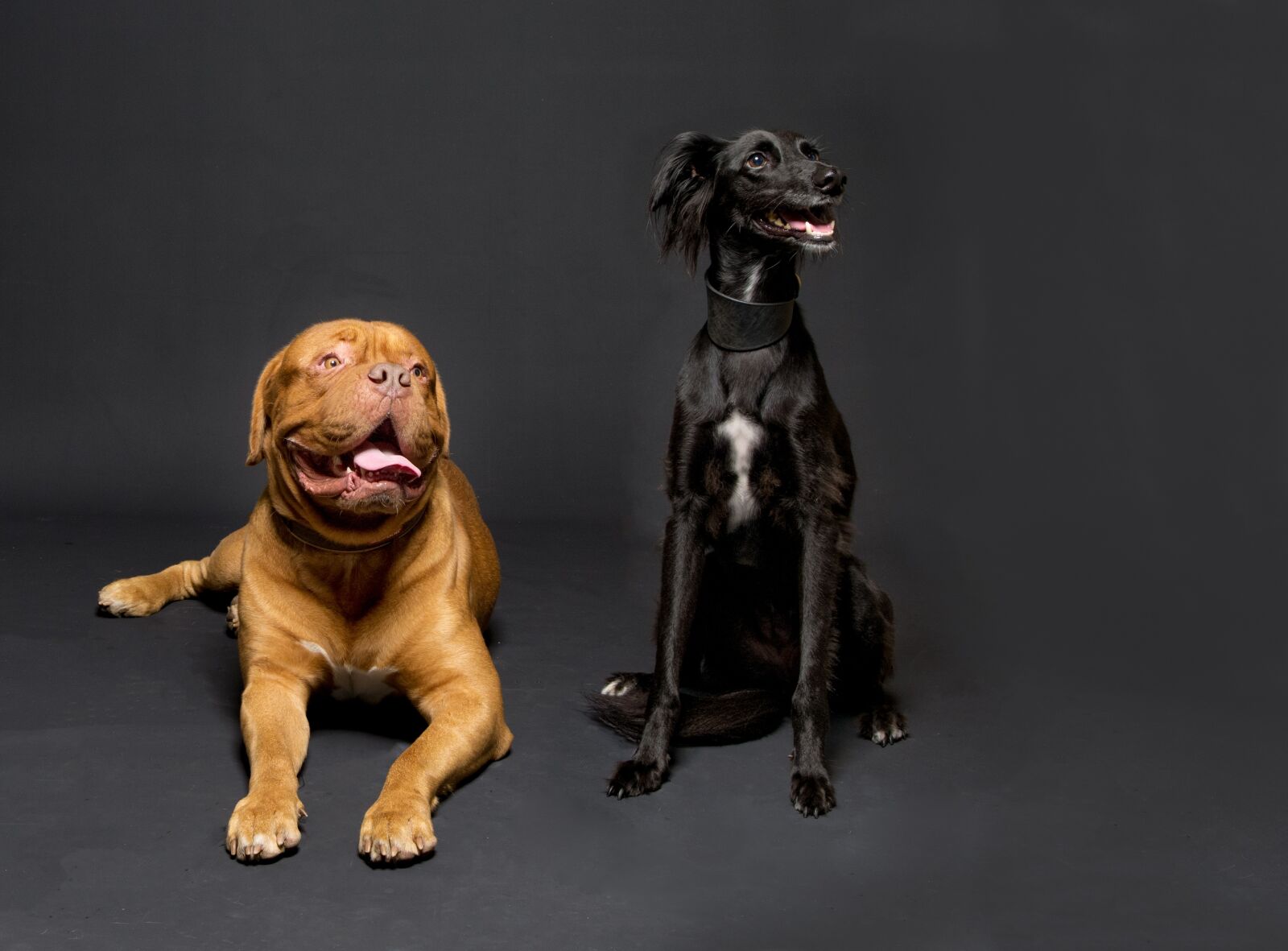 Pentax 645D sample photo. Dogs, studio, low-key photography