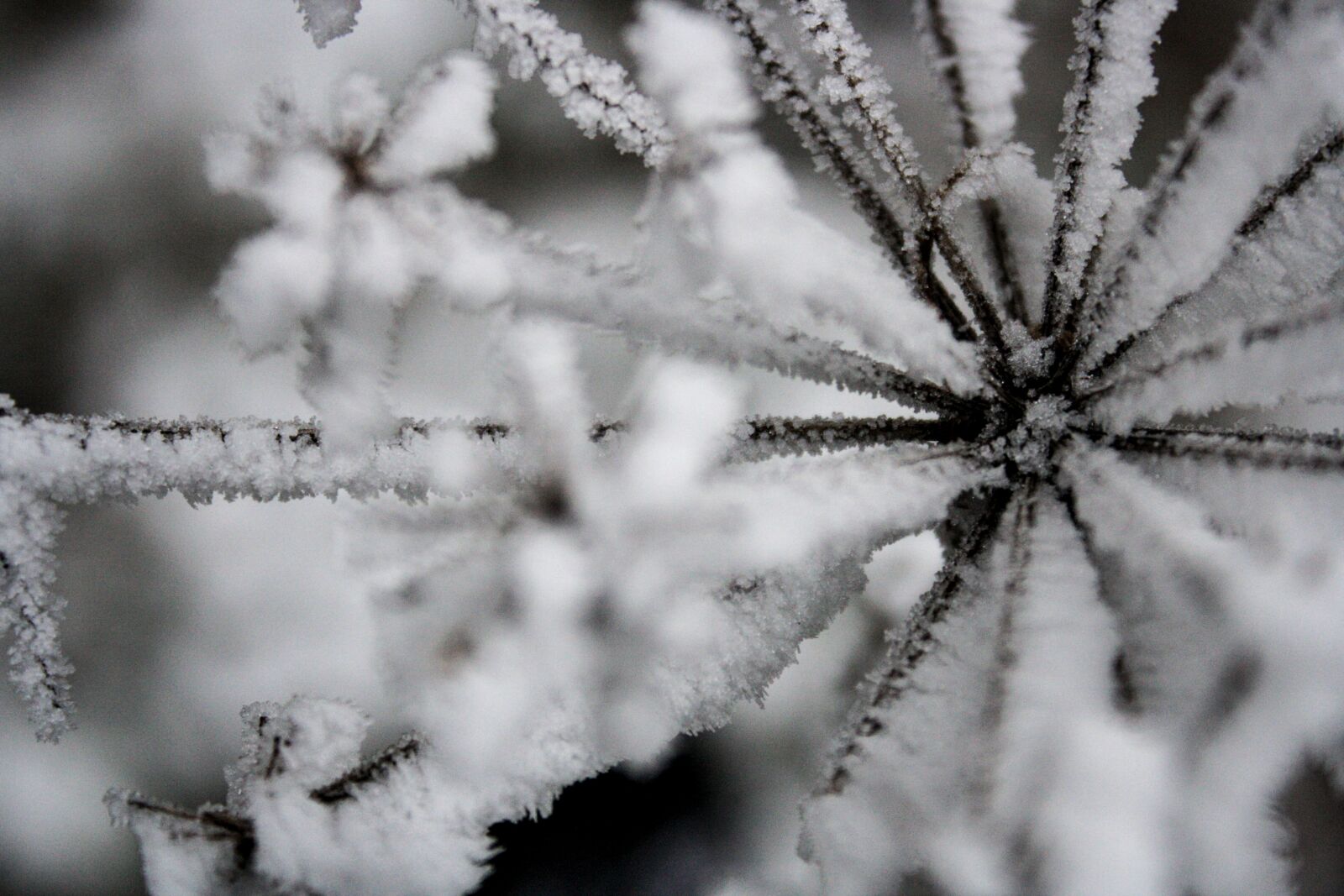 Canon EOS 1000D (EOS Digital Rebel XS / EOS Kiss F) sample photo. Frost, snow, winter photography