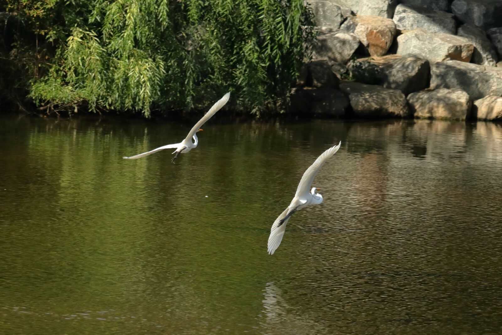 Canon EOS M6 sample photo. Bird, egret, flying photography
