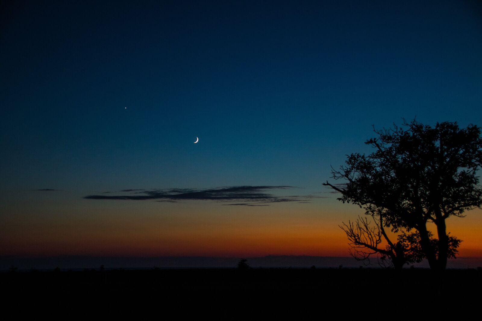Canon EOS 750D (EOS Rebel T6i / EOS Kiss X8i) sample photo. Night, tree, sky photography