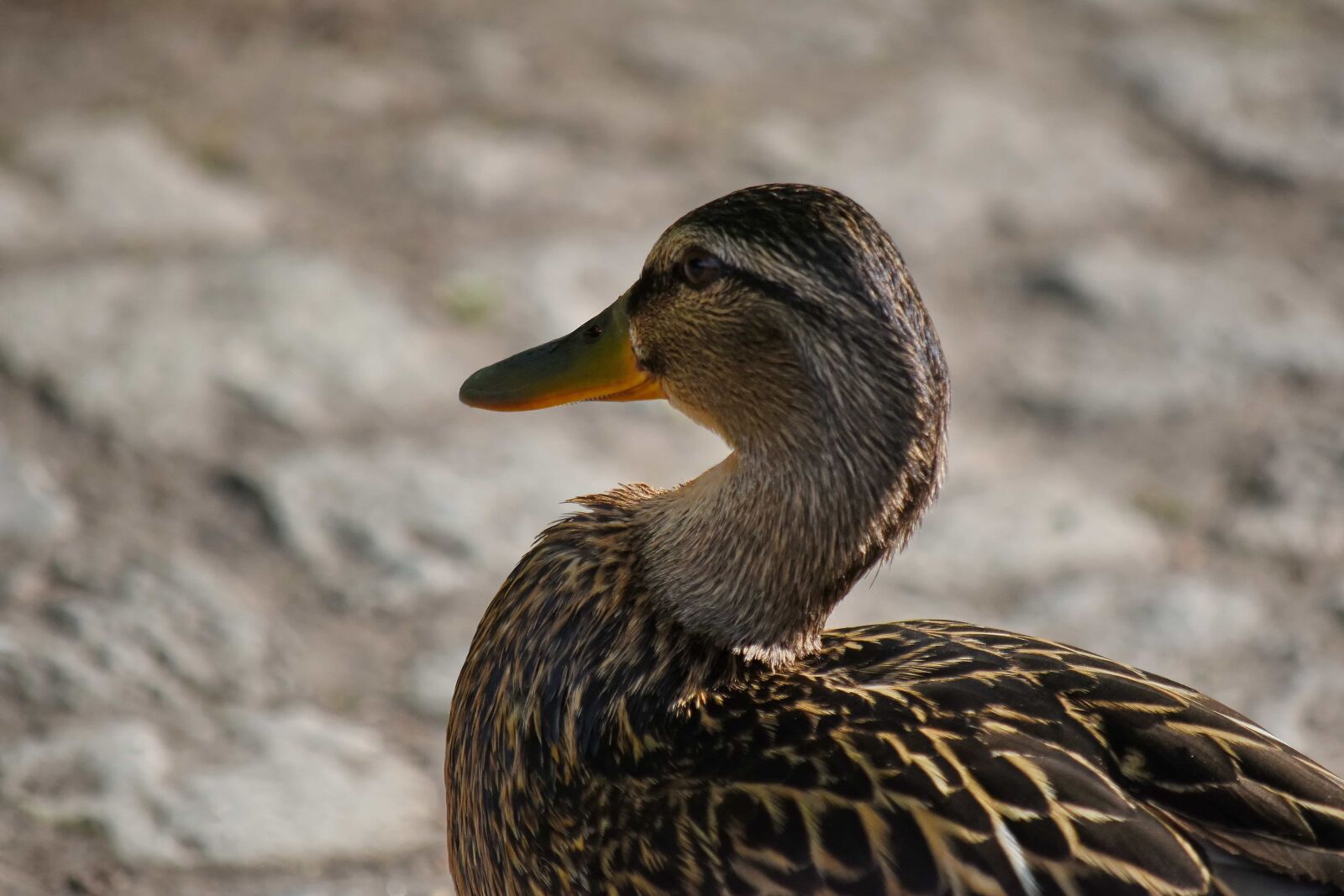 Nikon D5500 sample photo. Aquatic bird, ornithology, duck photography