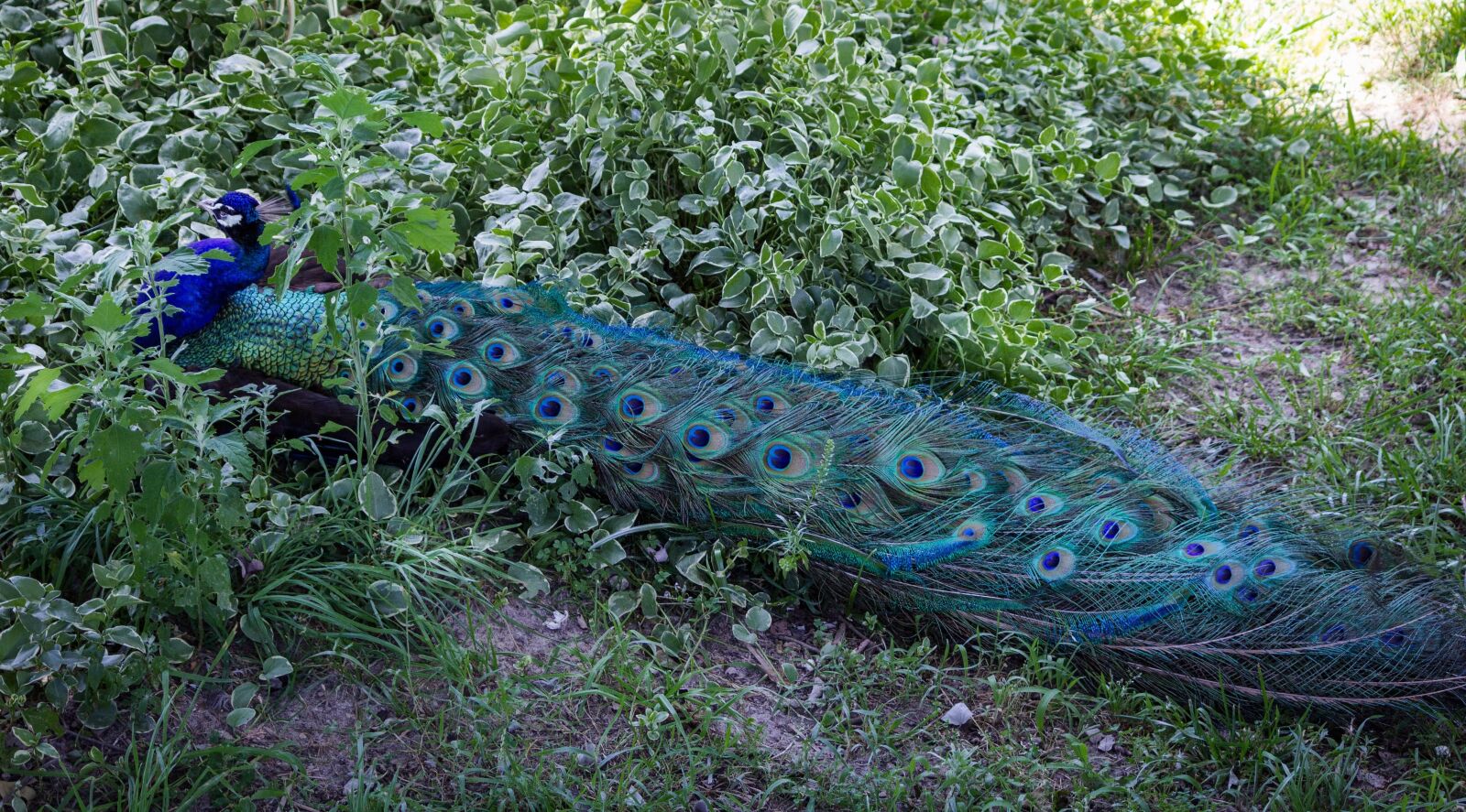 Canon EOS 600D (Rebel EOS T3i / EOS Kiss X5) sample photo. Peacock, peafowl, peacock tail photography