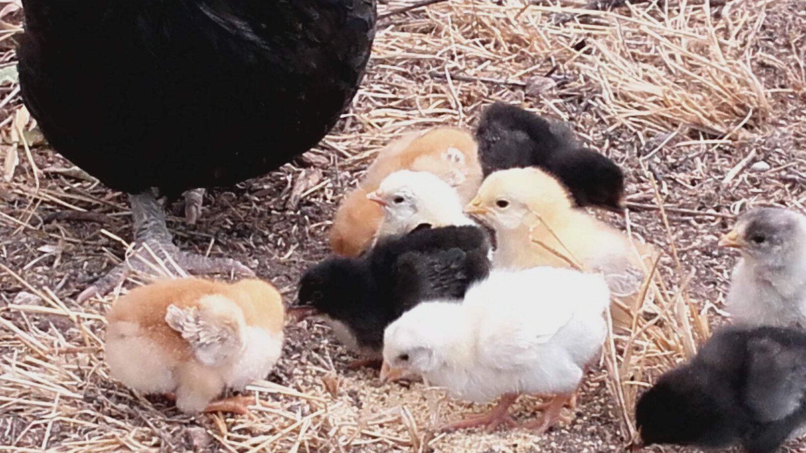 Samsung Galaxy Grand Prime sample photo. Hen, poultry, farm photography