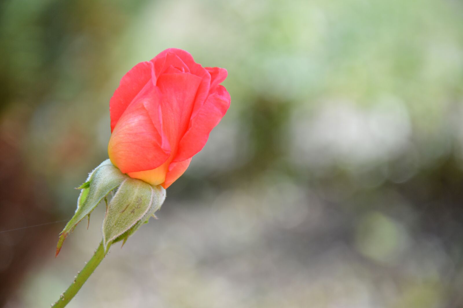 Nikon D3200 sample photo. Rose, blossom, bloom photography