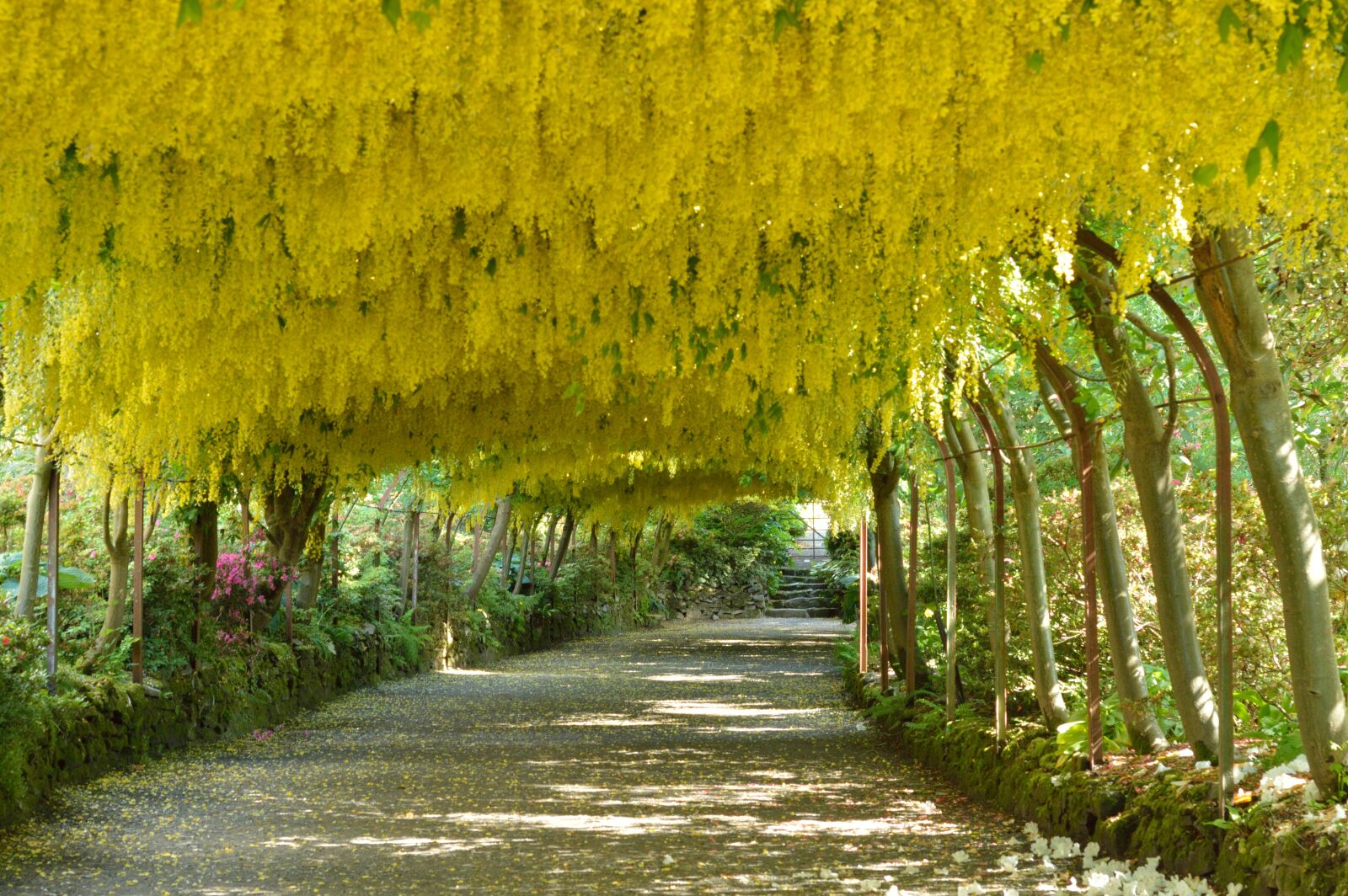 Nikon D3200 sample photo. Laburnum arch, flowers, bodnant photography