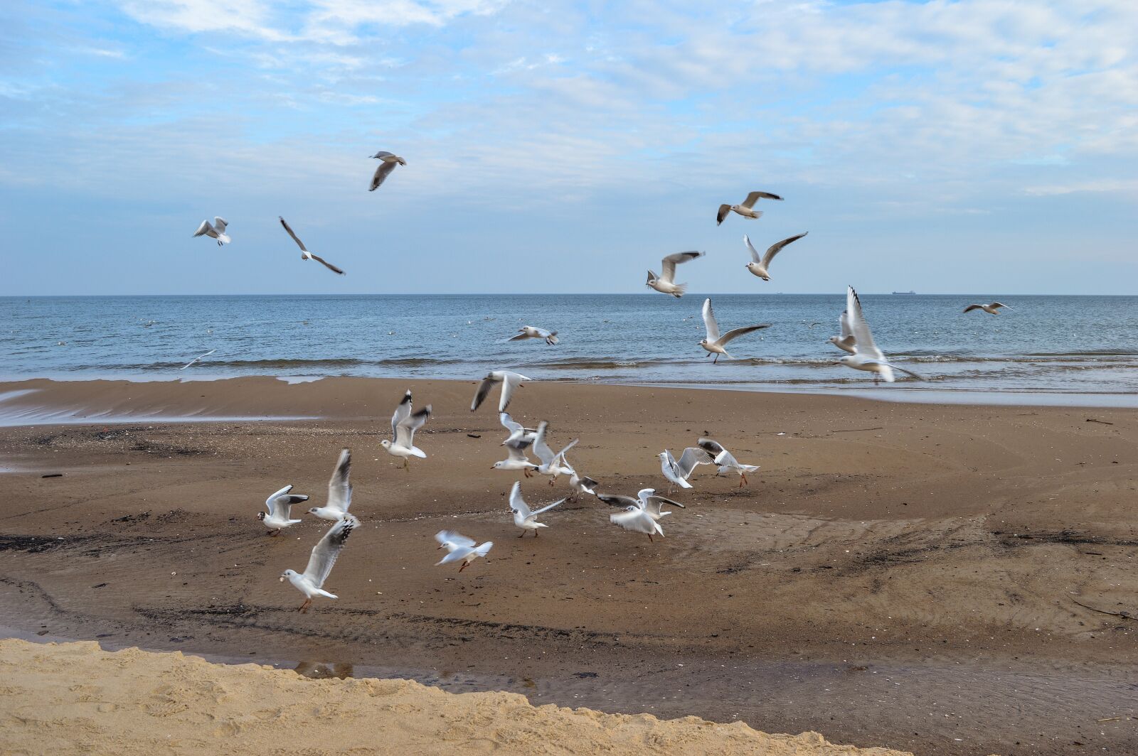Nikon D3200 sample photo. Seagulls, beach, sea photography