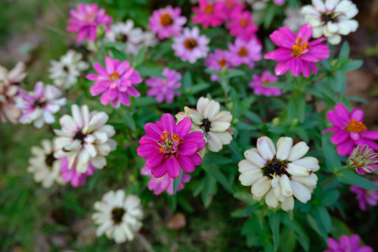 Fujifilm X-T30 sample photo. Flower, autumn, ga photography