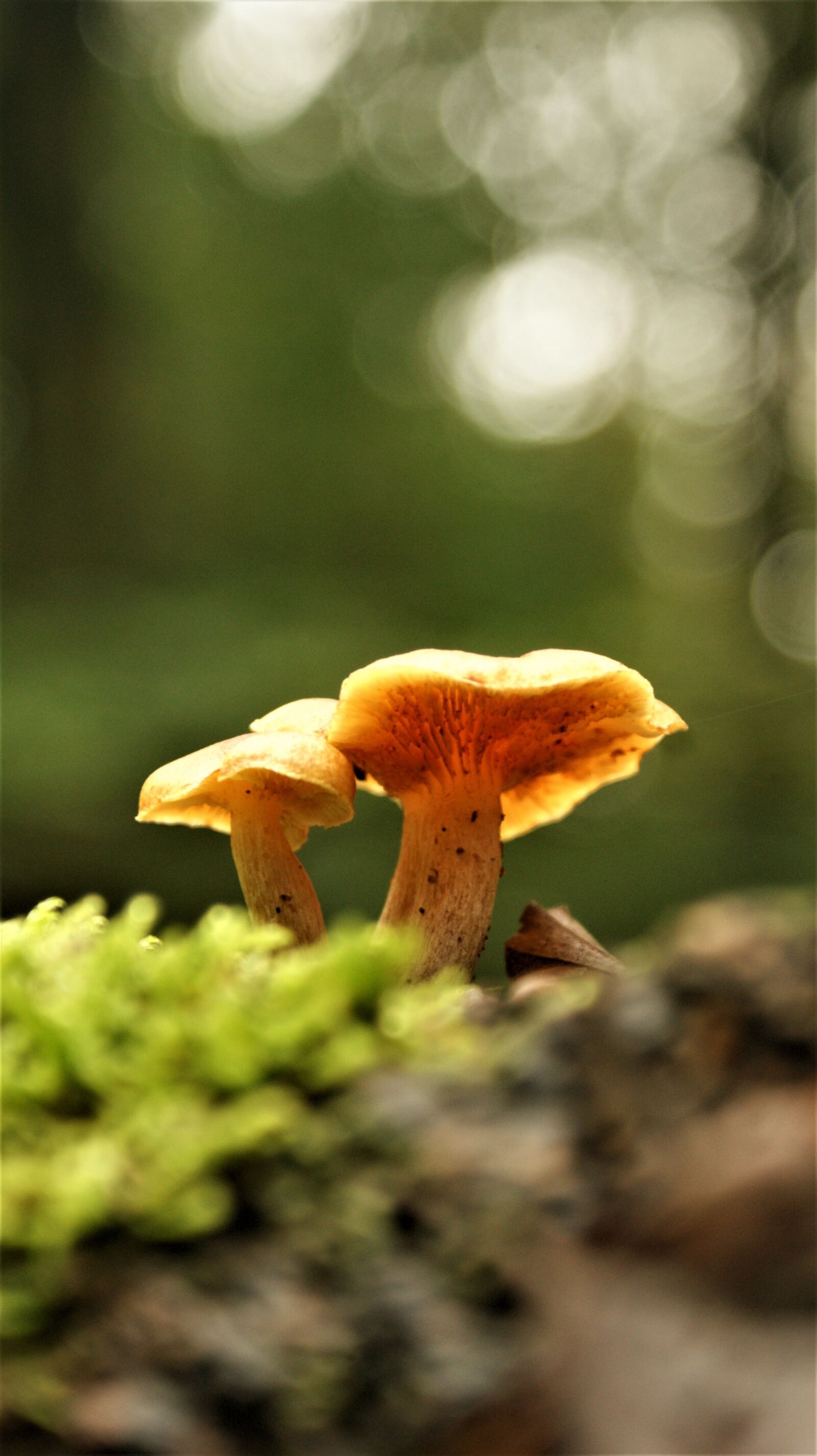 Sony Alpha DSLR-A350 sample photo. Mushroom, forest, fungi photography