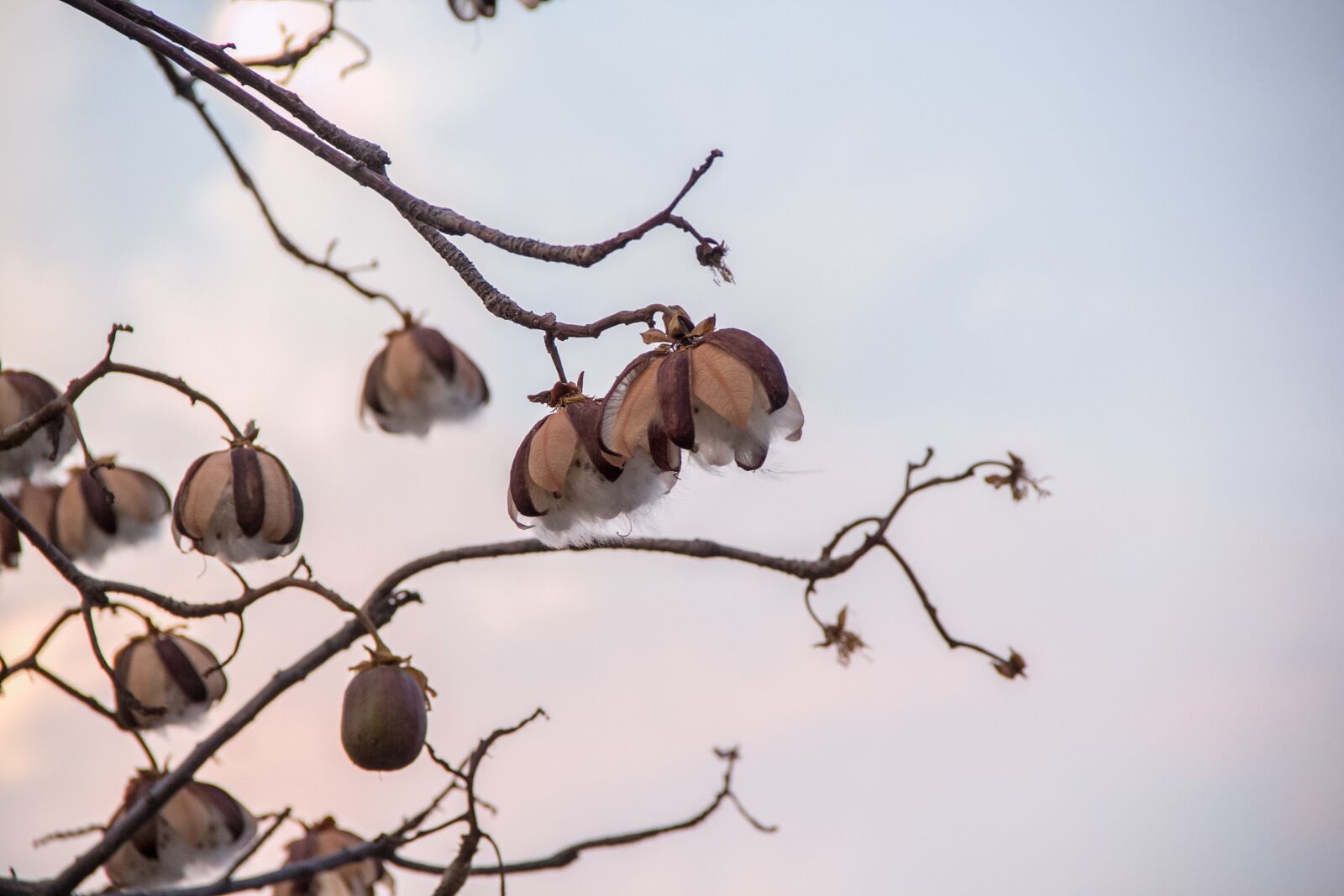Canon EOS 60D sample photo. Nature, winter, tree photography