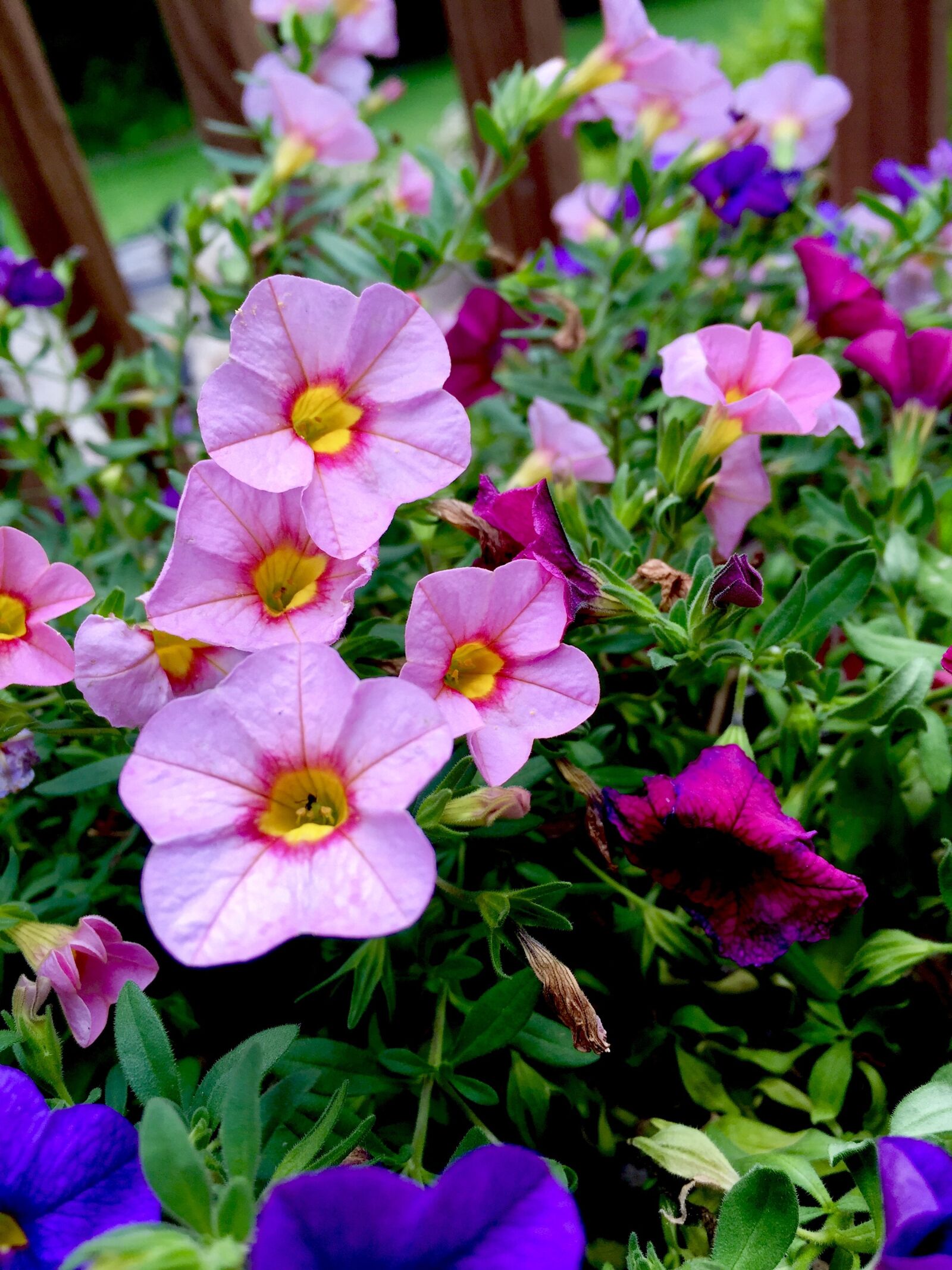 Apple iPhone 6 sample photo. Flower, pink, nature photography