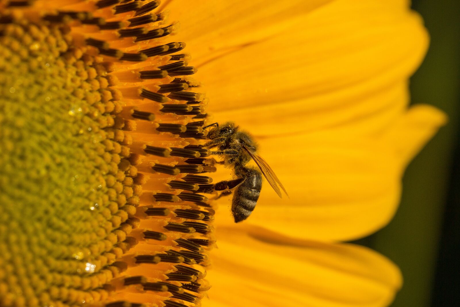 Canon EF 100mm F2.8L Macro IS USM sample photo. Sunflower, blossom, bloom photography