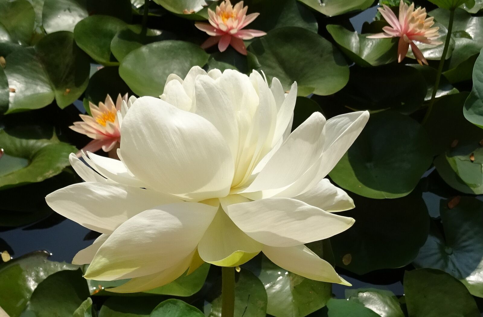 Sony DSC-HX60V sample photo. Lotus, flower, nelumbo nucifera photography