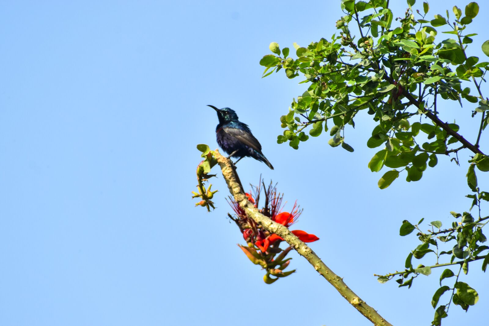 Nikon D3500 sample photo. Sunbird, bird, nature photography