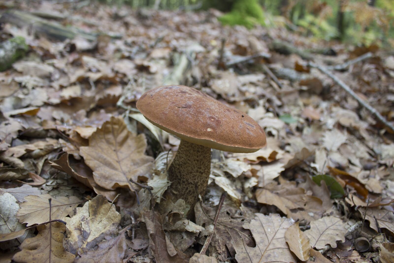 Canon EOS 600D (Rebel EOS T3i / EOS Kiss X5) sample photo. Fungus, red mushroom, white photography